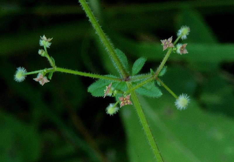 Galium pilosum (Hairy Bedstraw)