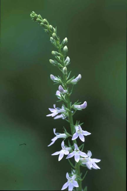 Lobelia spicata (Pale Spike Lobelia)