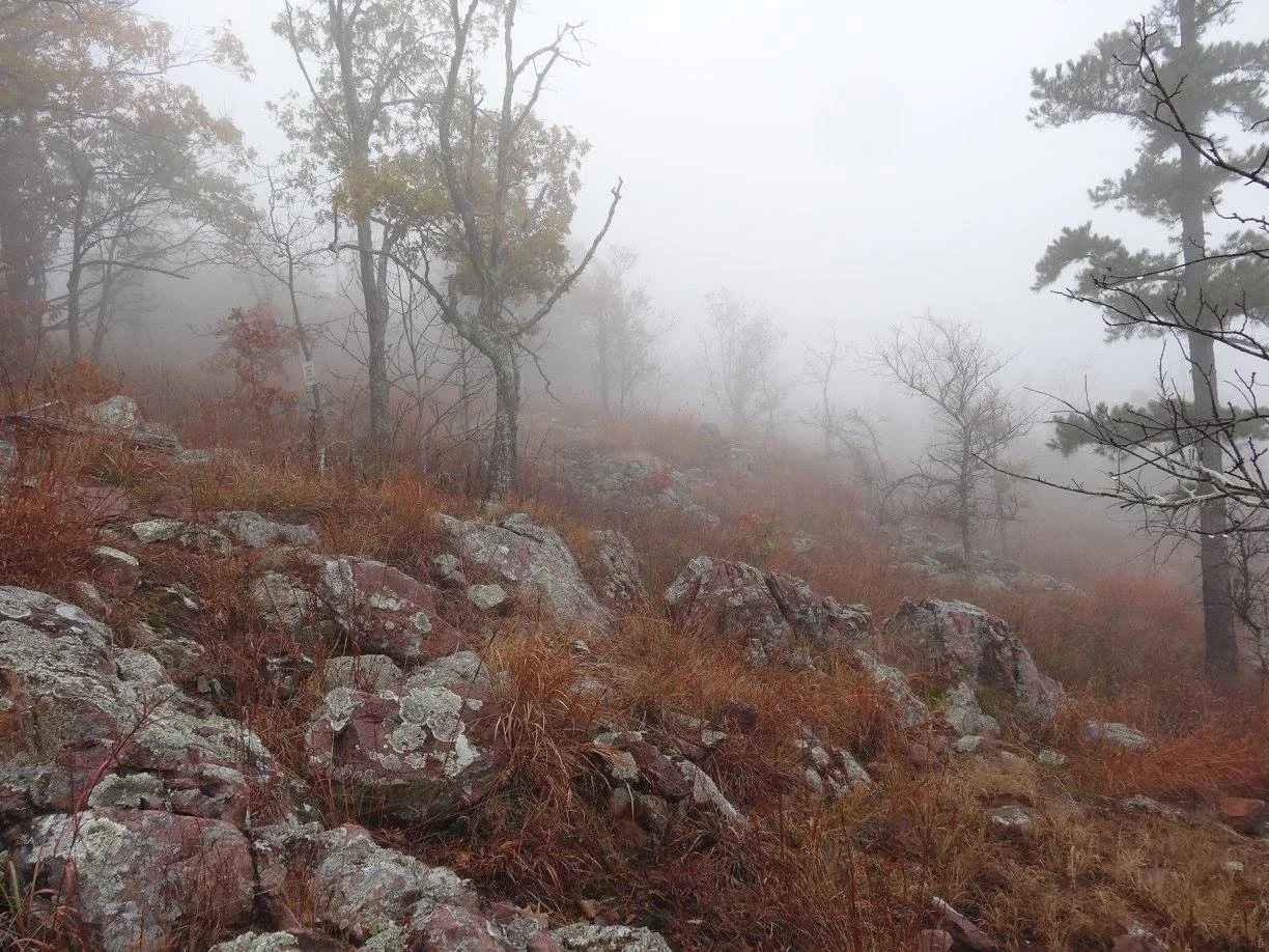 Ozark Highlands St. Francois Mountains Rhyolite Barren, Proffit Mountain, Reynolds Co., MO.