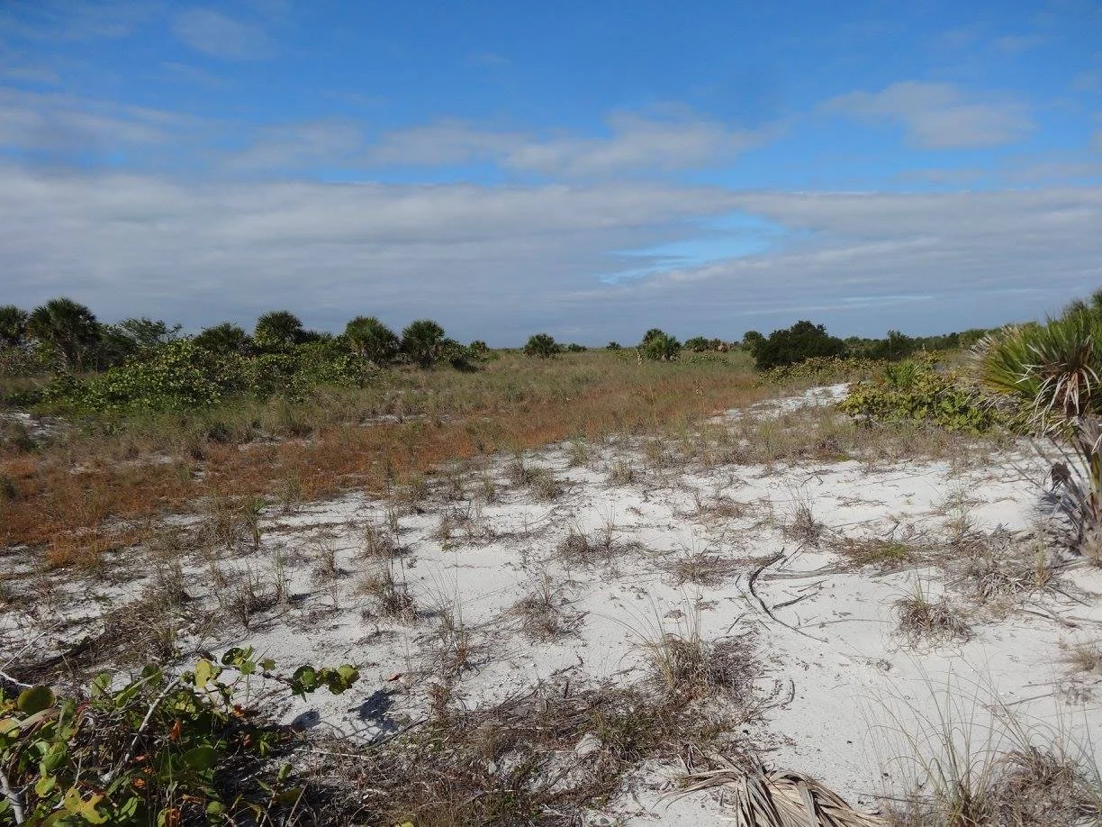 Peninsular Florida Coastal Dune Palm Savanna, Cayo Costa, Lee Co., FL