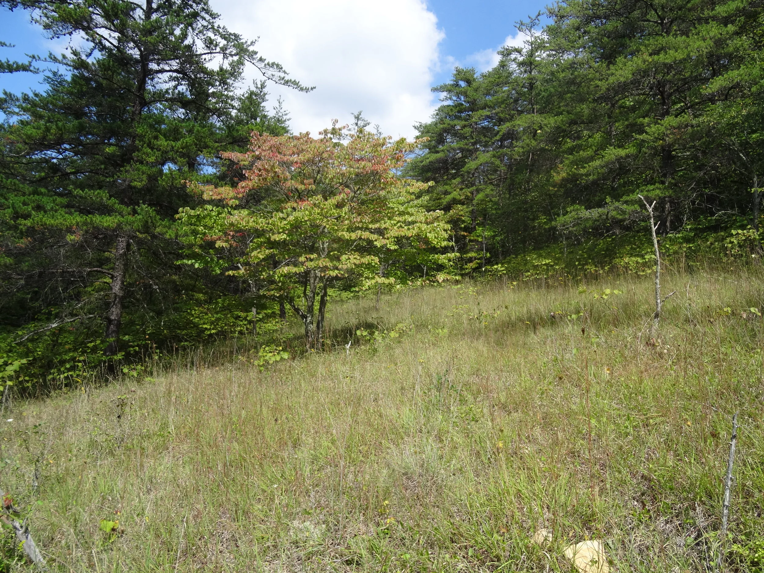 Northern Ridge and Valley Limestone Barren, Bedford Co., PA