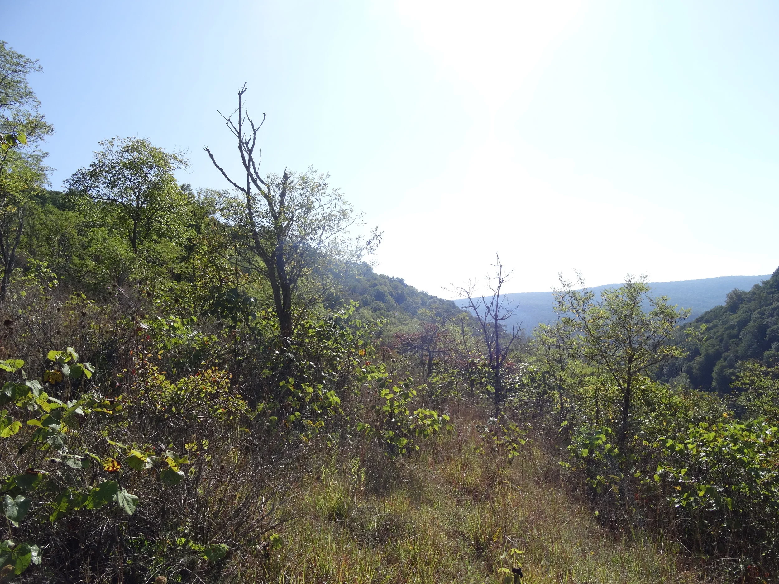 Northern Ridge and Valley Limestone Barren, Bedford Co., PA