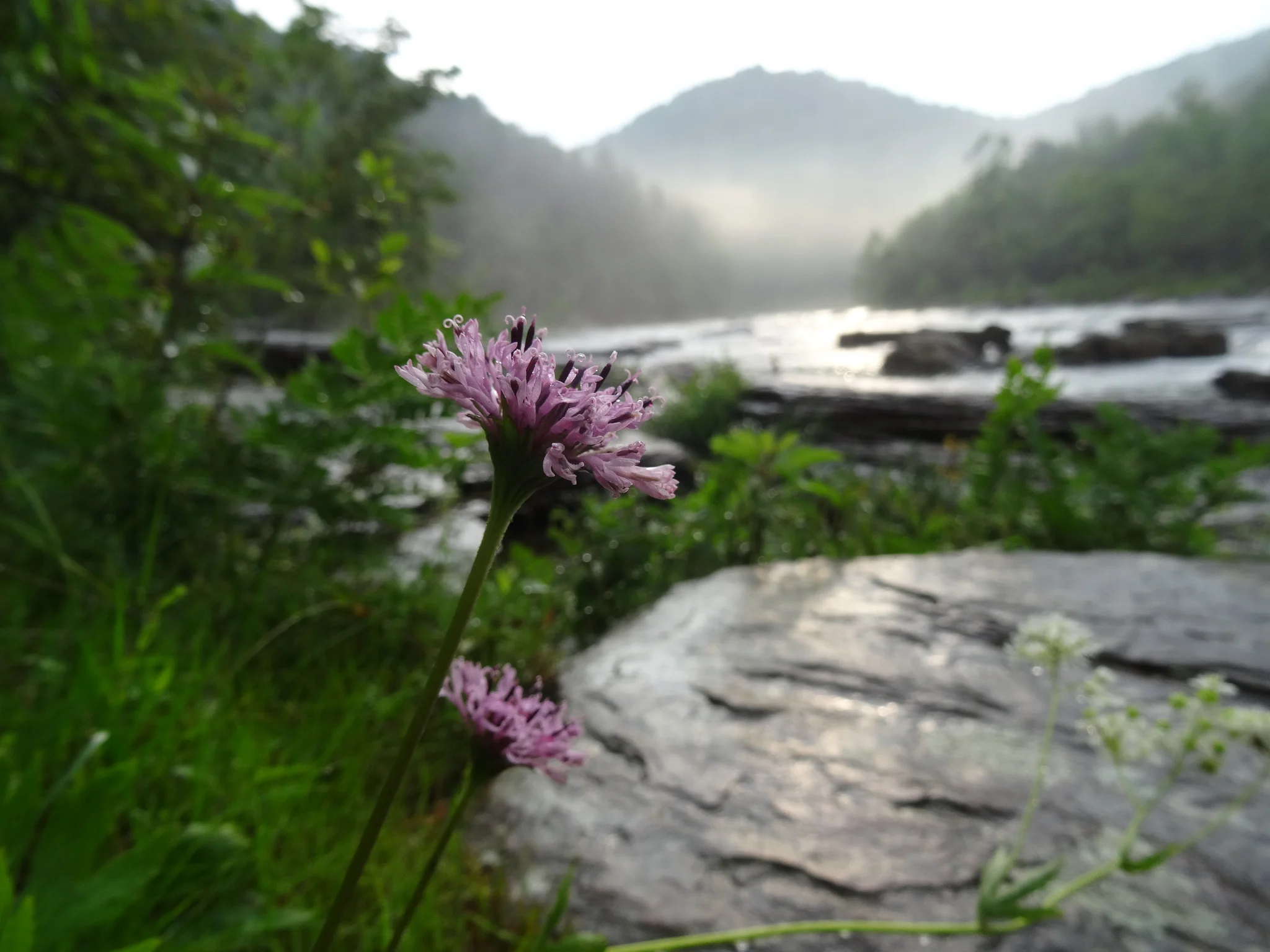 Allegheny Mountains Riverscour Barrens with globally-rare Large-flowered Barbara's Buttons (Marshallia grandiflora), along the Youghiogheny River, Fayette Co., Pennsylvania
