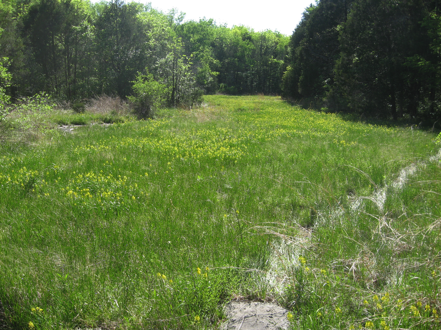 Inner Nashville Basin Limestone Seepage Glade, Cedar of Lebanon State Forest, Wilson Co., Tennessee