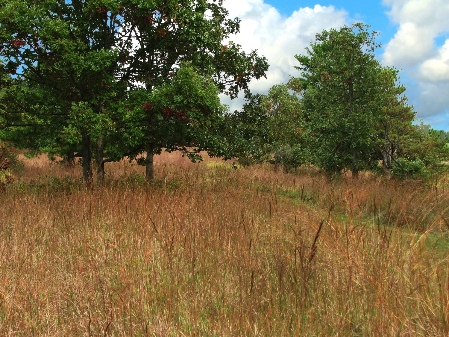 Piedmont Serpentine Savanna (dominated by blackjack oak – post oak – Indian-grass – little bluestem), Pennsylvania