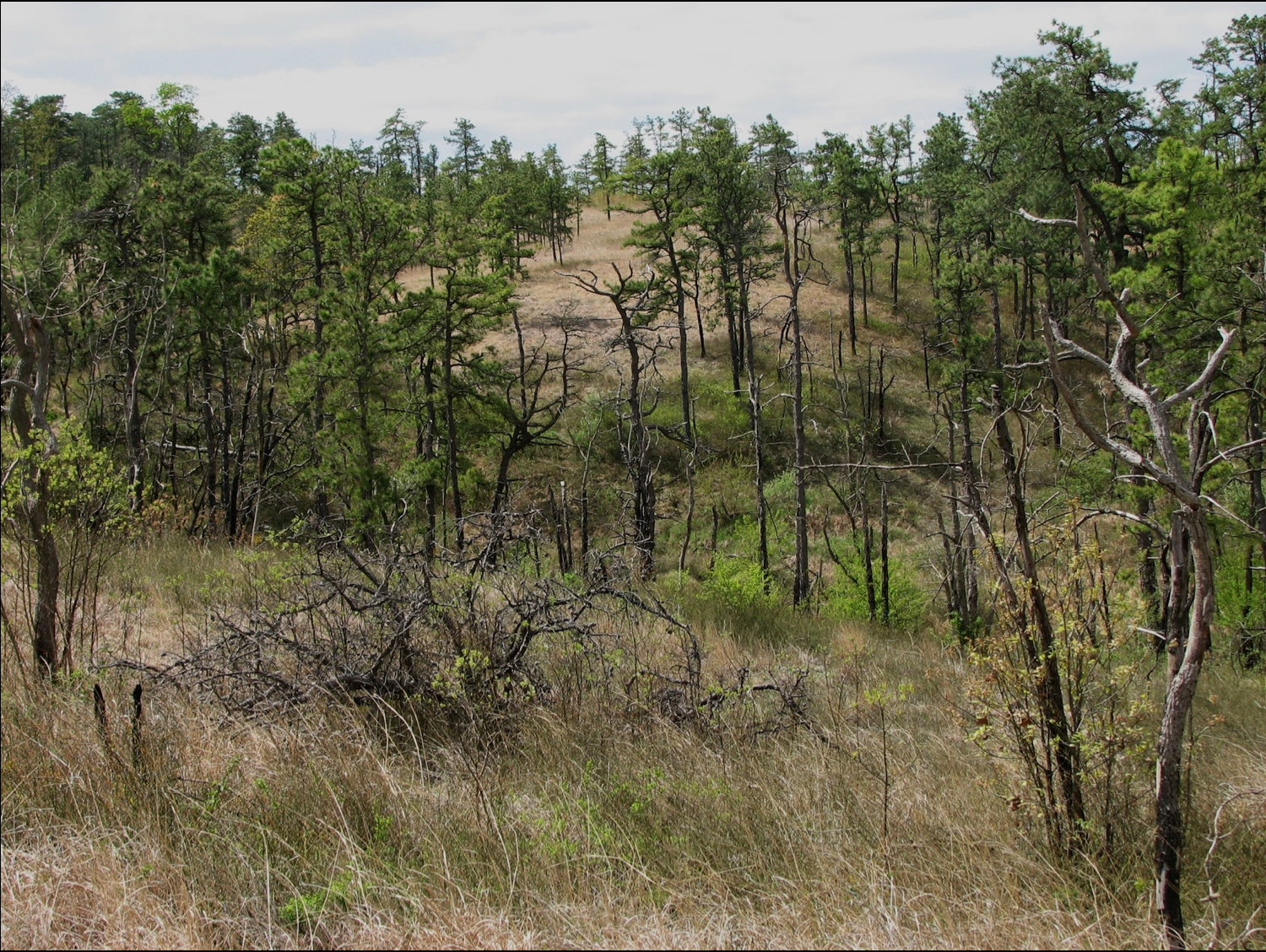 Piedmont Serpentine Savanna (dominated by pitch pine - blackjack oak – post oak – prairie dropseed - little bluestem), Pennsylvania