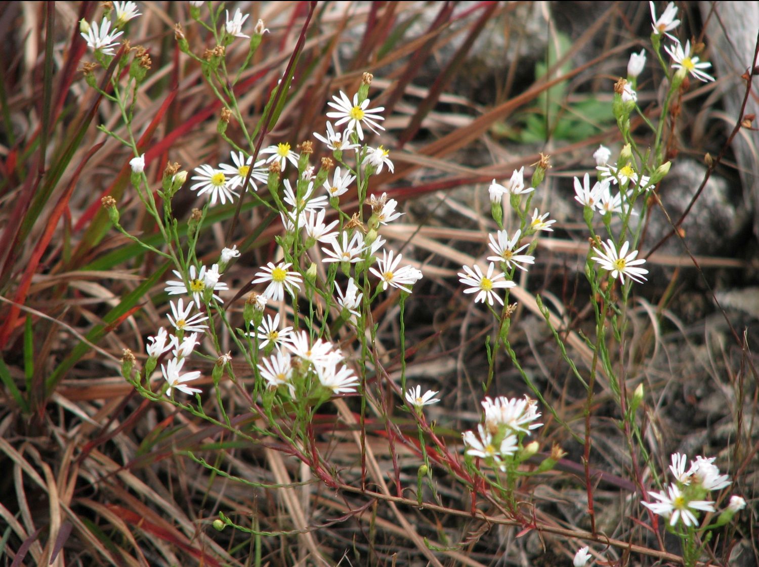 Serpentine Aster (Symphyotrichum depauperatum), a G2 species, on Piedmont Serpentine Savanna, Pennsylvania