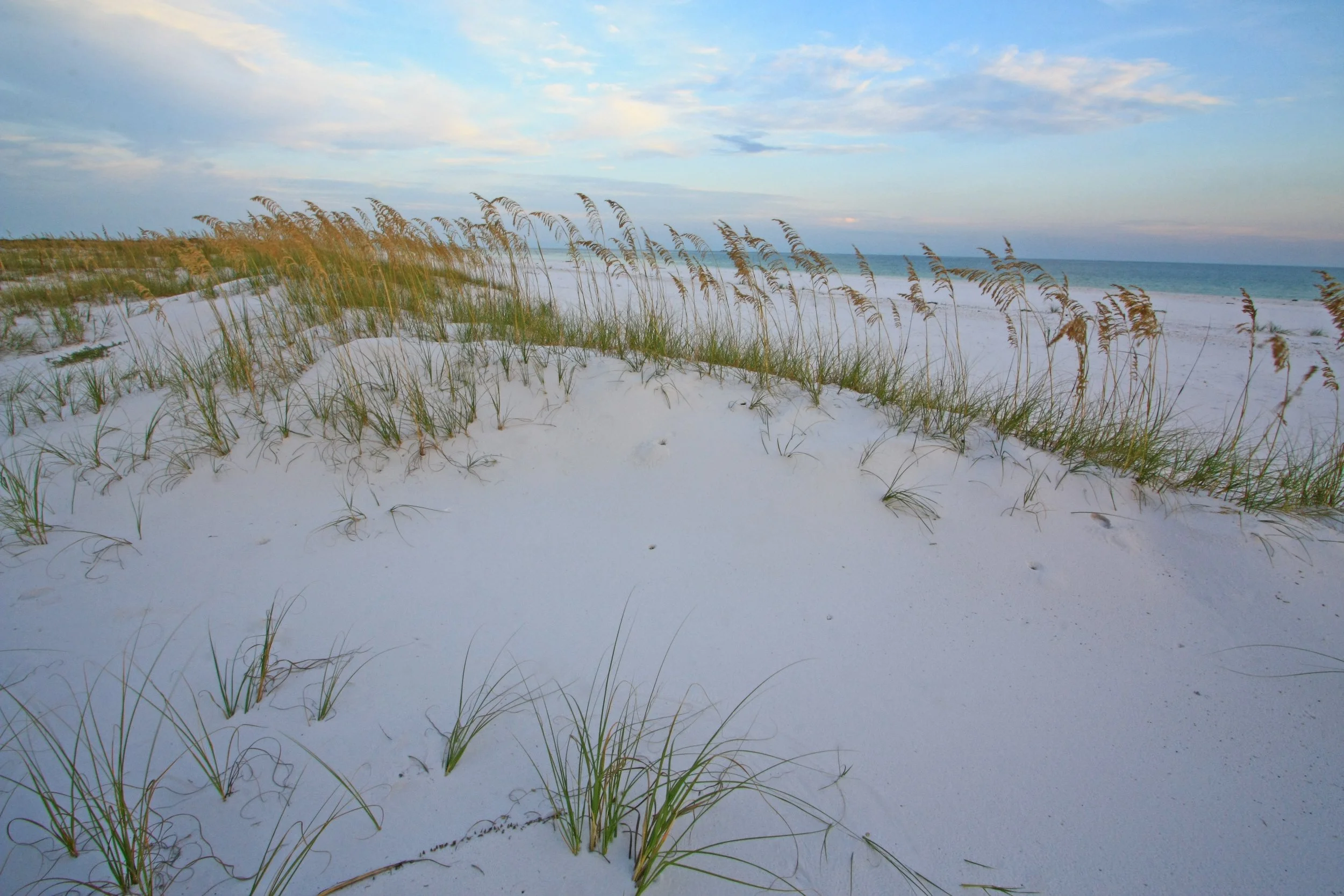 East Gulf Coastal Plain coastal dune grassland, Gulf Islands National Seashore, Santa Rosa Island, Fort Pickens Area, Escambia County, Florida