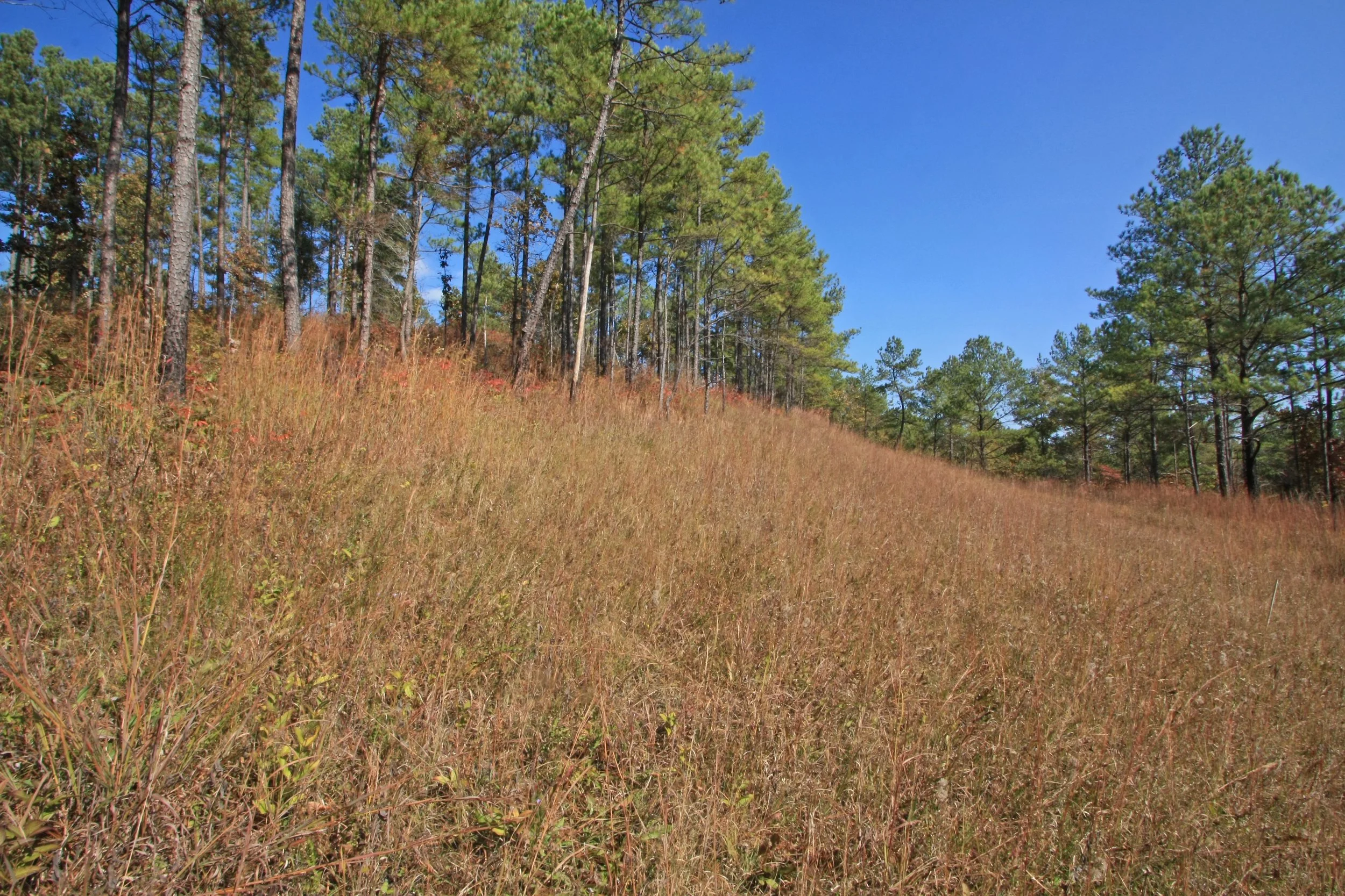 Southern Ridge and Valley Shortleaf Pine-Oak Savanna (Dry Prairie within the Coosa Prairie complex), Floyd Co., Georgia