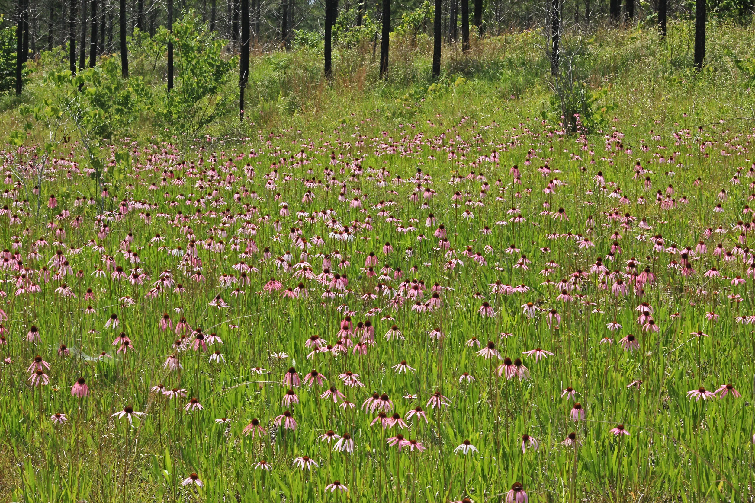 Southern Ridge and Valley Calcareous Barren, Grand Prairie, "Coosa Valley Prairies", Floyd Co., Georgia