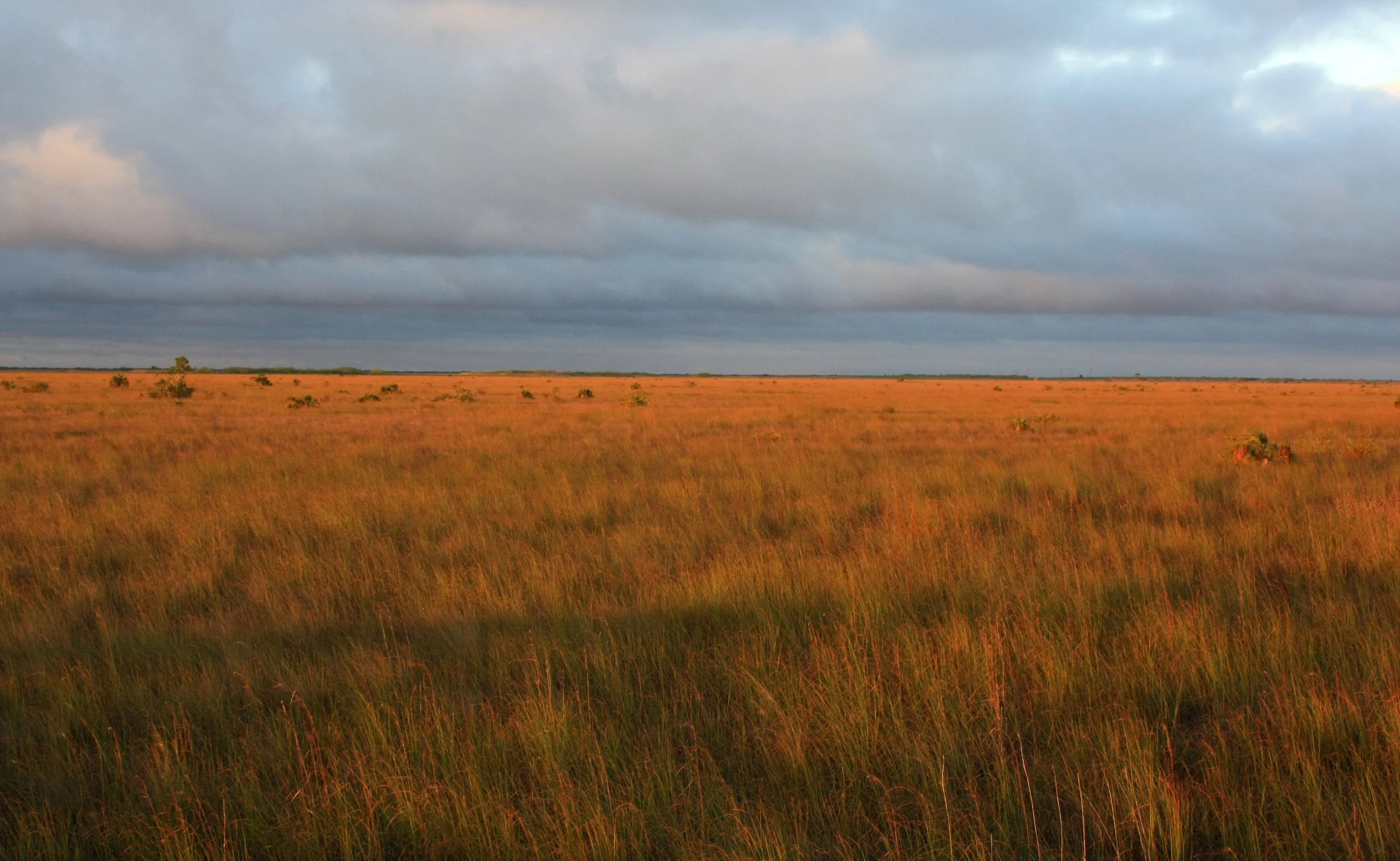 Peninsular Florida grassland, Taylor Slough, Everglades National Park, Miami-Dade County, Florida 1