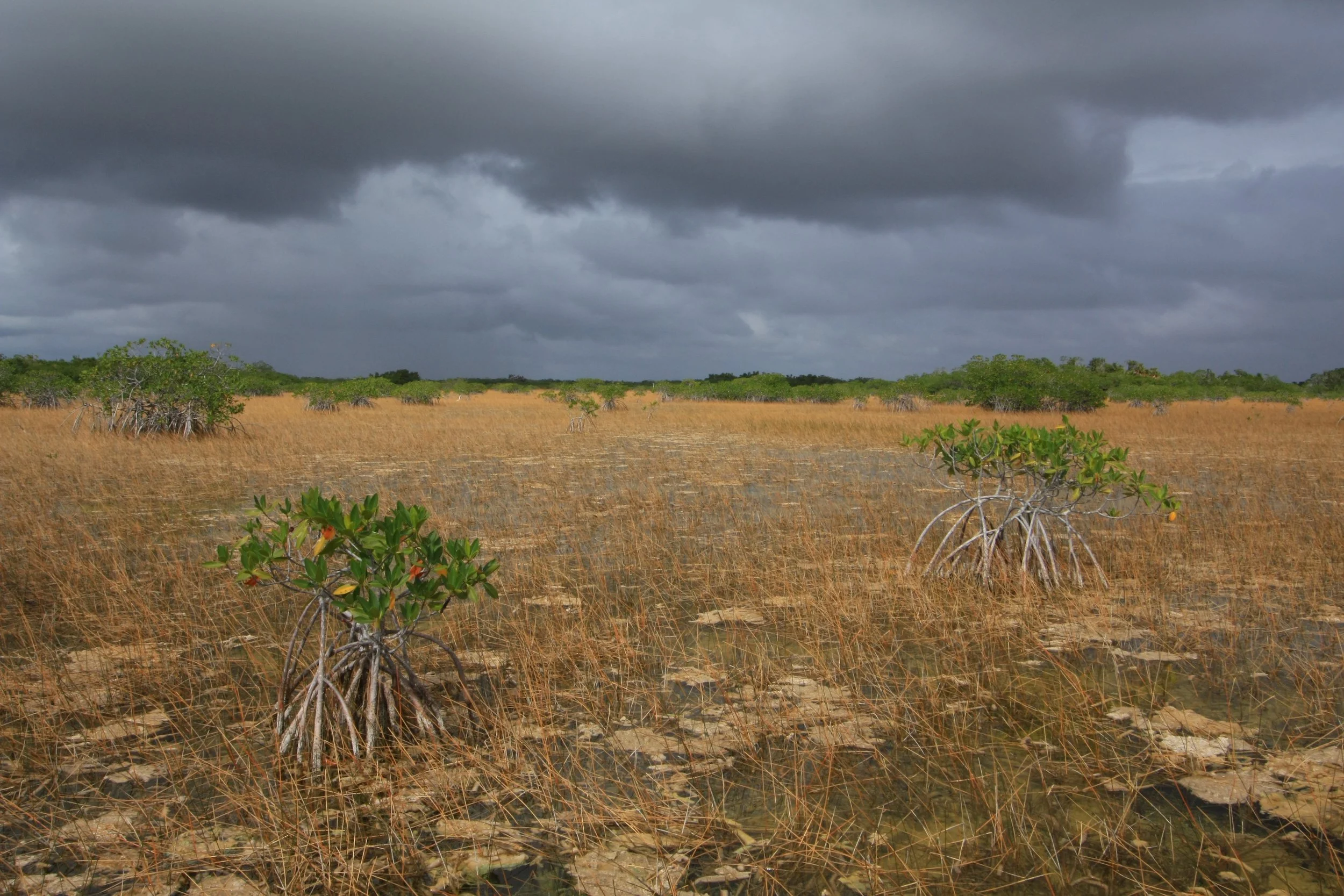 Nine Mile Pond Canoe Trail, Everglades National Park, Miami-Dade County, Florida