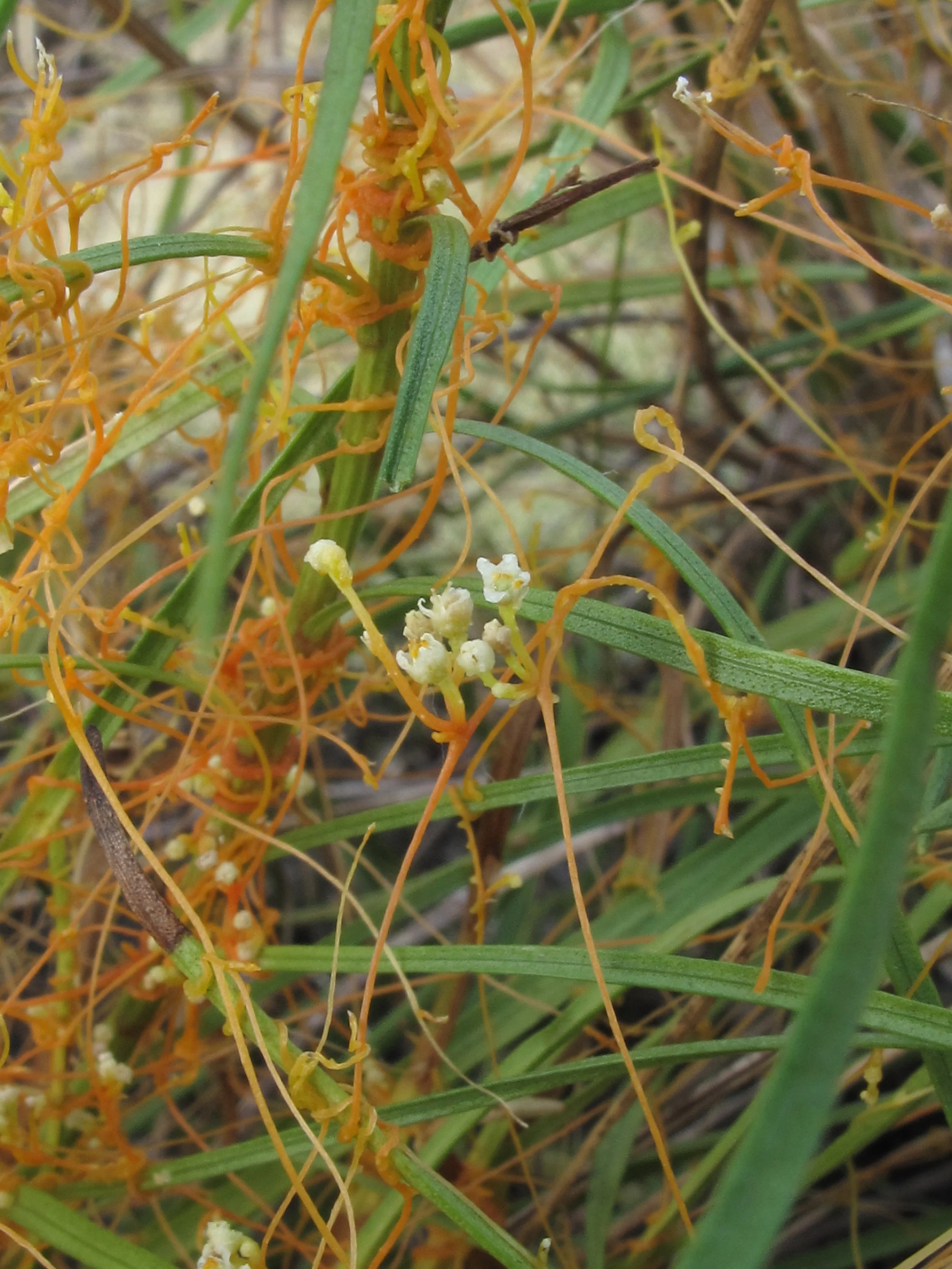 Cuscuta harperi on Liatris species, Cumberland Plateau Sandstone Glade, Little River Canyon National Preserve, Dekalb County, Alabama