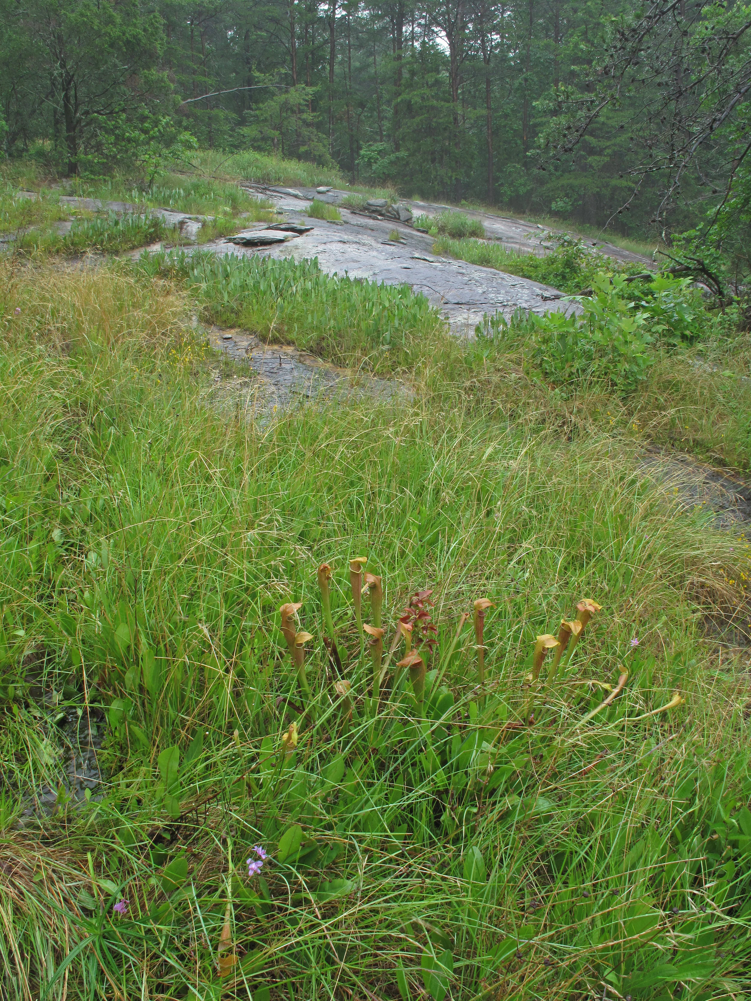 Piedmont Seepage Outcrop with Sarracenia jonesii, Greenville County, South Carolina