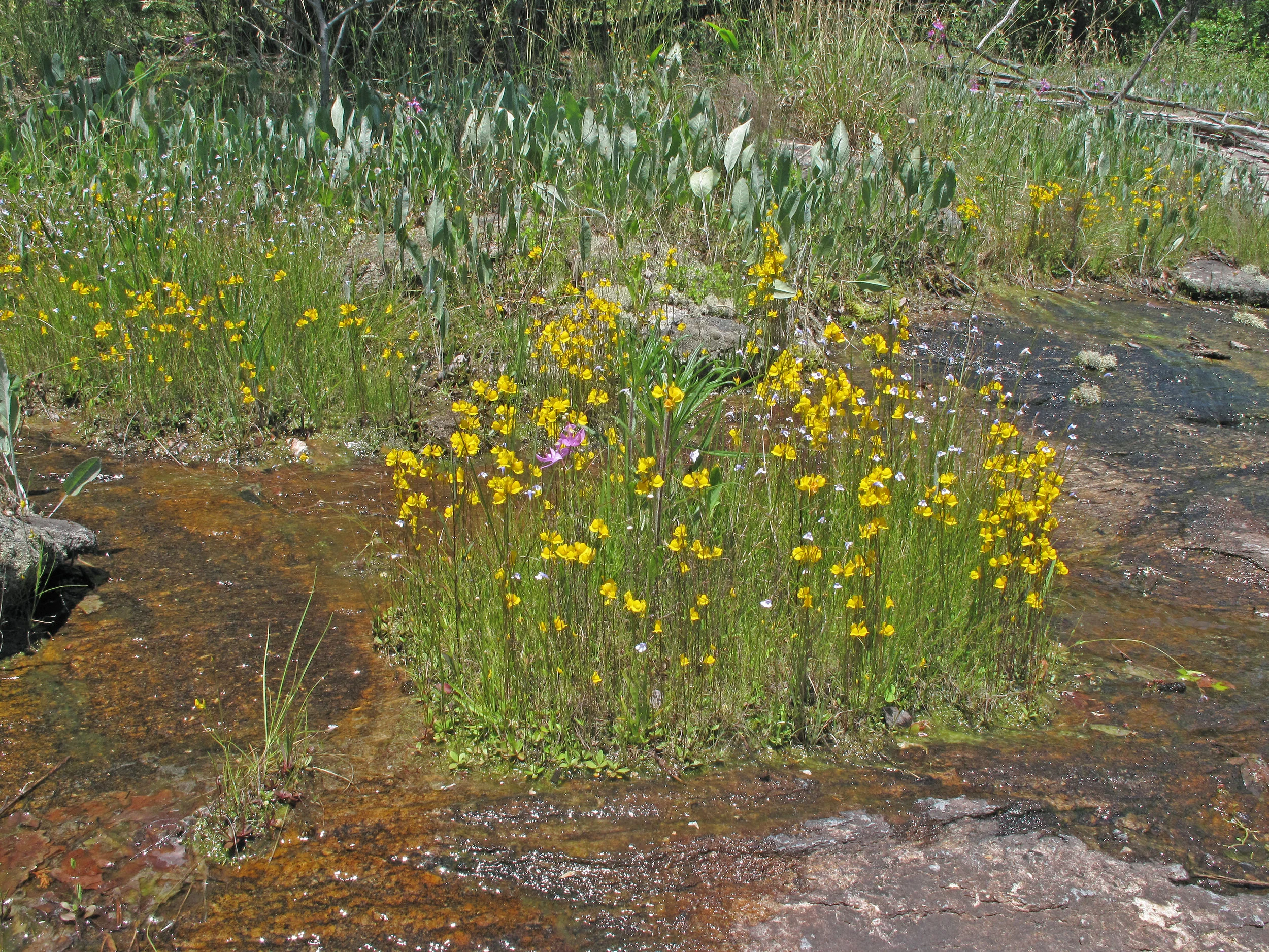 Piedmont/Blue Ridge Escarpment Seepage Outcrop, Utricularia cornuta, Blue Ridge Escarpment, Eva Russell Chandler Heritage Preserve, Greenville County, South Carolina 2