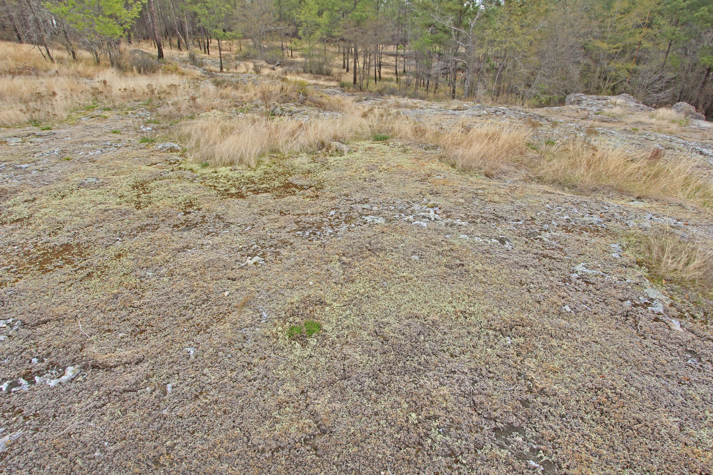 Atlantic Coastal Plain Sandstone Glade, Corbitt Tract, indurated sandstone glade, middle Miocene age, Altamaha Formation, Broxton Rocks Preserve, The Nature Conservancy, Coffee County, Georgia