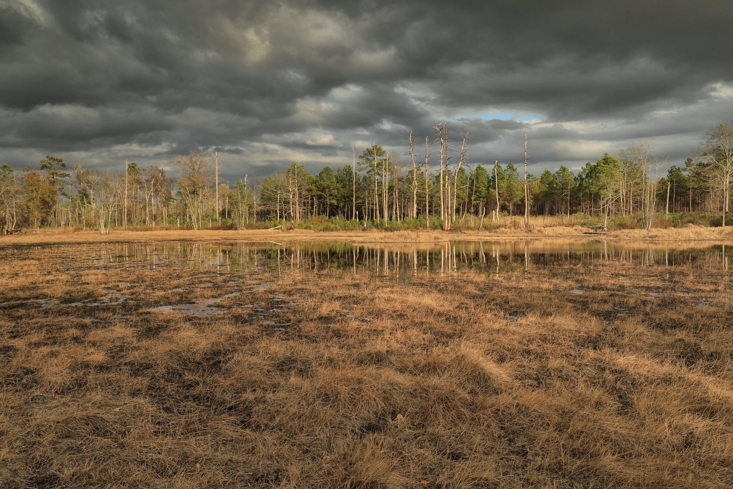 East Gulf Coastal Plain Ephemeral Depression Pond Marsh, Sandhills Region, Taylor County, Georgia