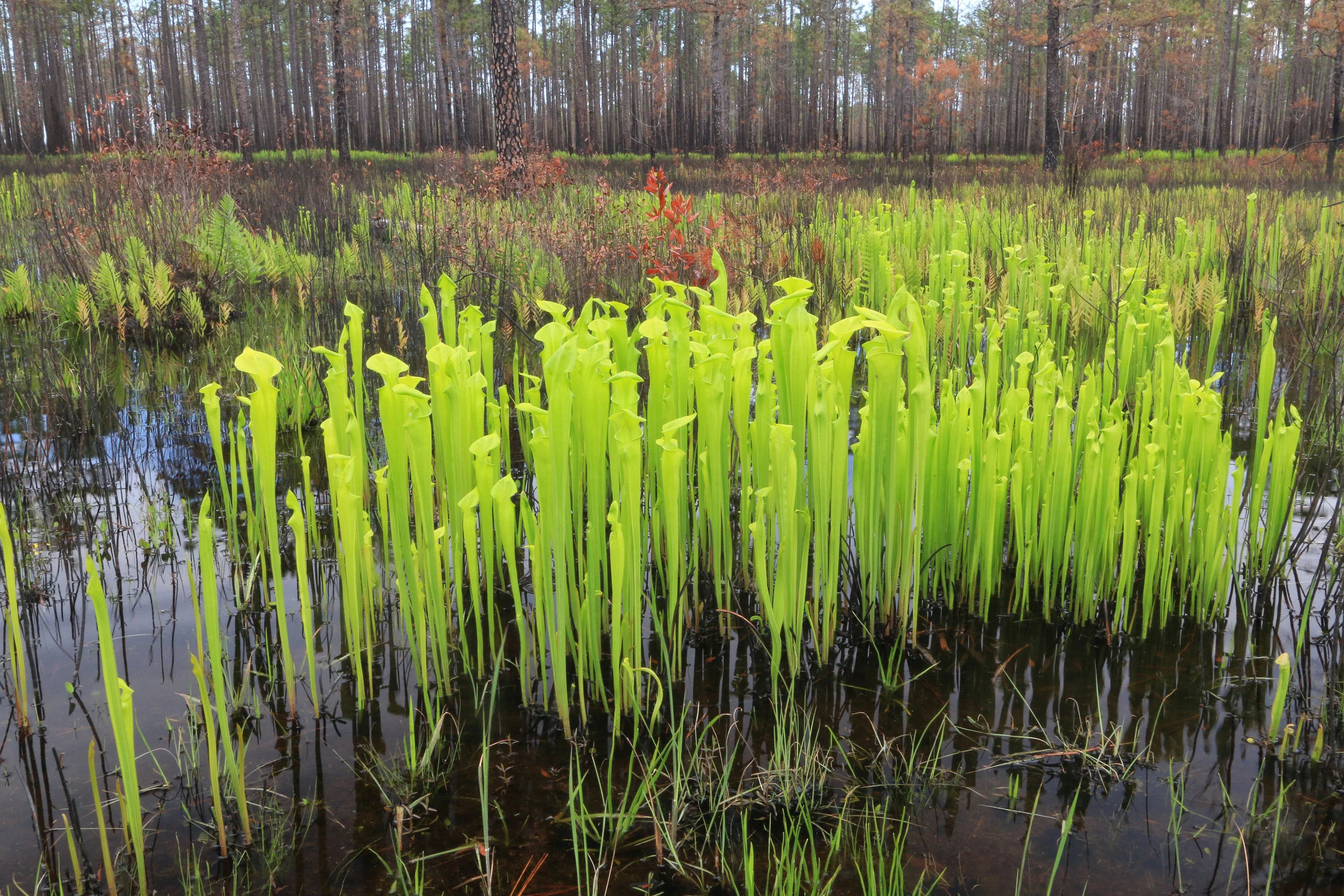 Atlantic Coastal Plain Hydric Savanna with pitcher plants (Sarracenia flava), Francis Marion National Forest, Berkeley County, South Carolina