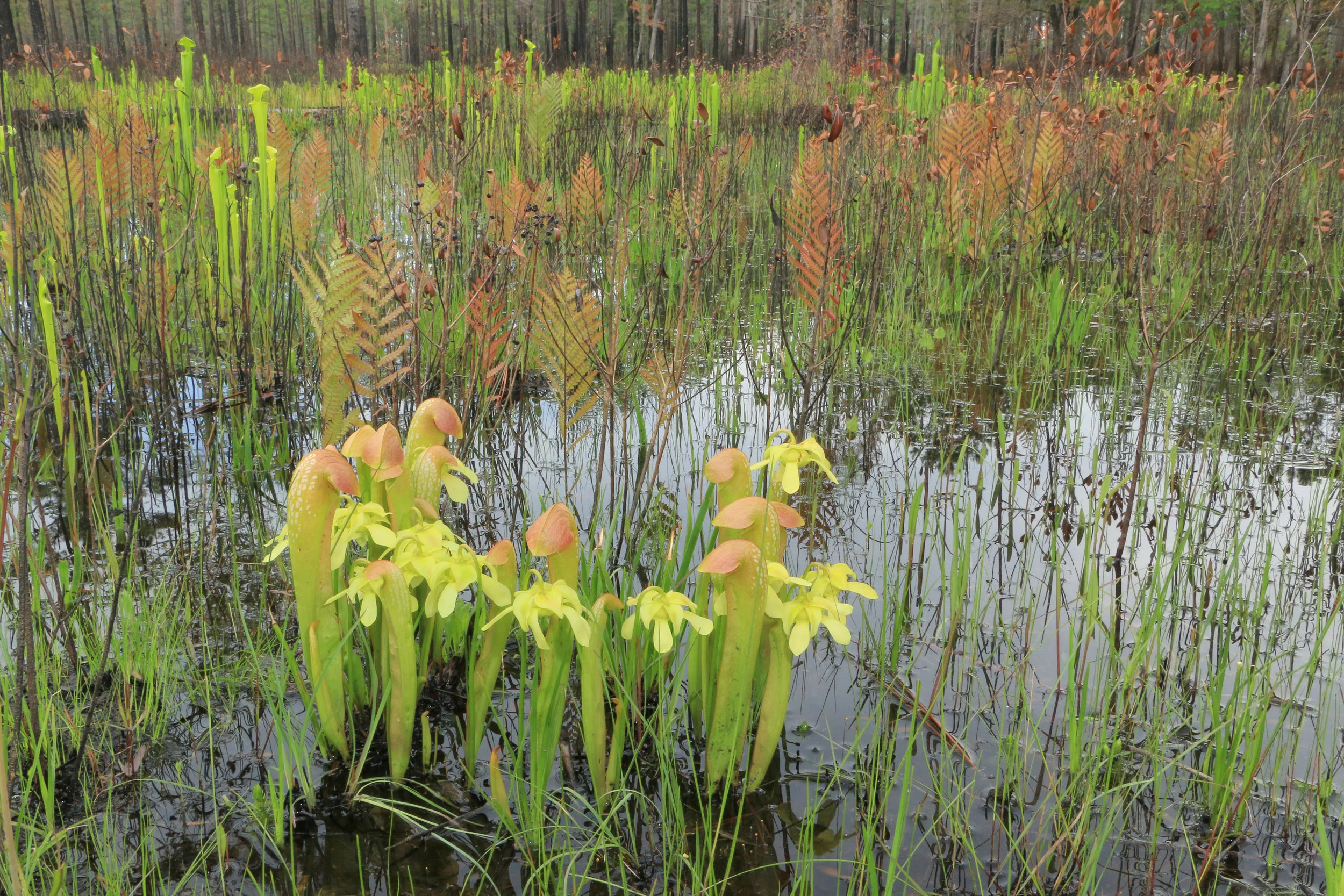 Atlantic Coastal Plain Hydric Pine Savanna, Sarracenia minor and Sarracenia flava, Francis Marion National Forest, Berkeley County, South Carolina