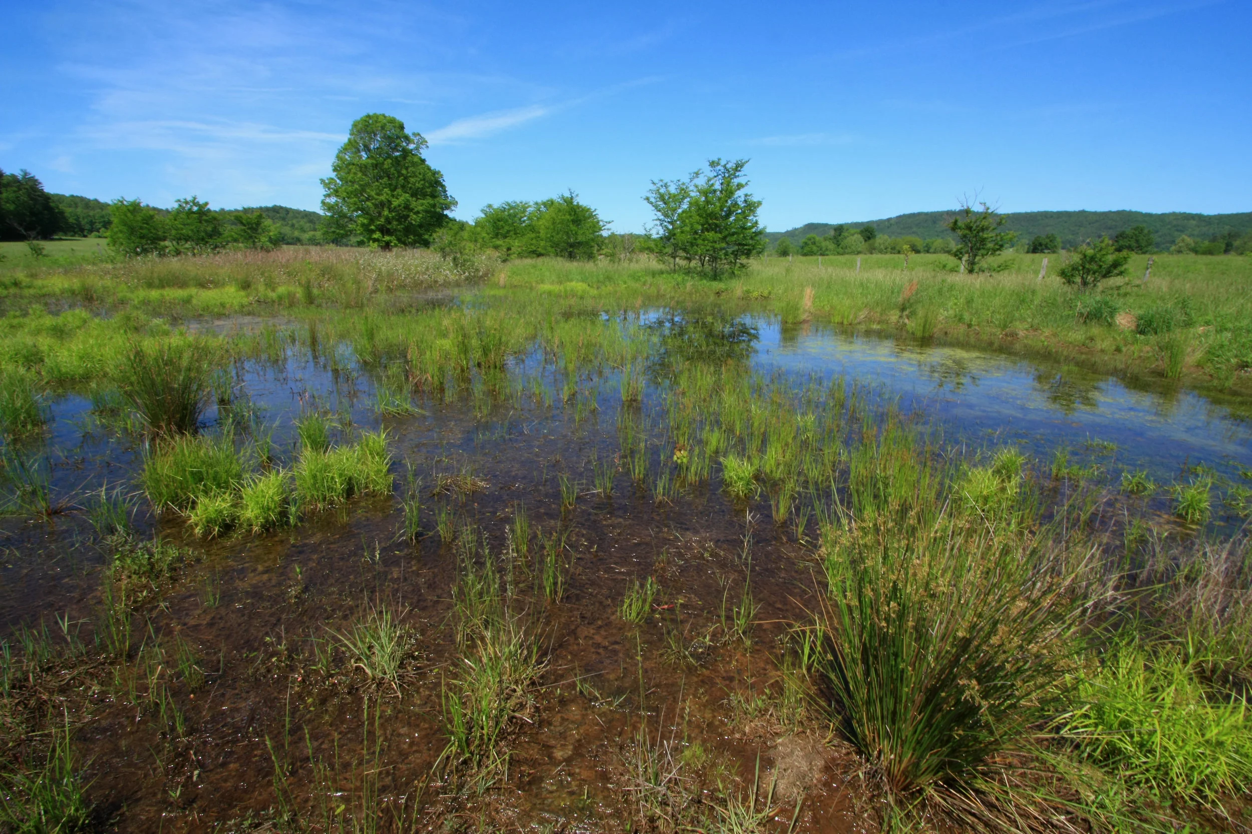 Southern Blue Ridge Mountains Calcareous Wet Meadow & Pond, Great Smoky Mountains National Park, Cades Cove, Blount Co., Tennessee