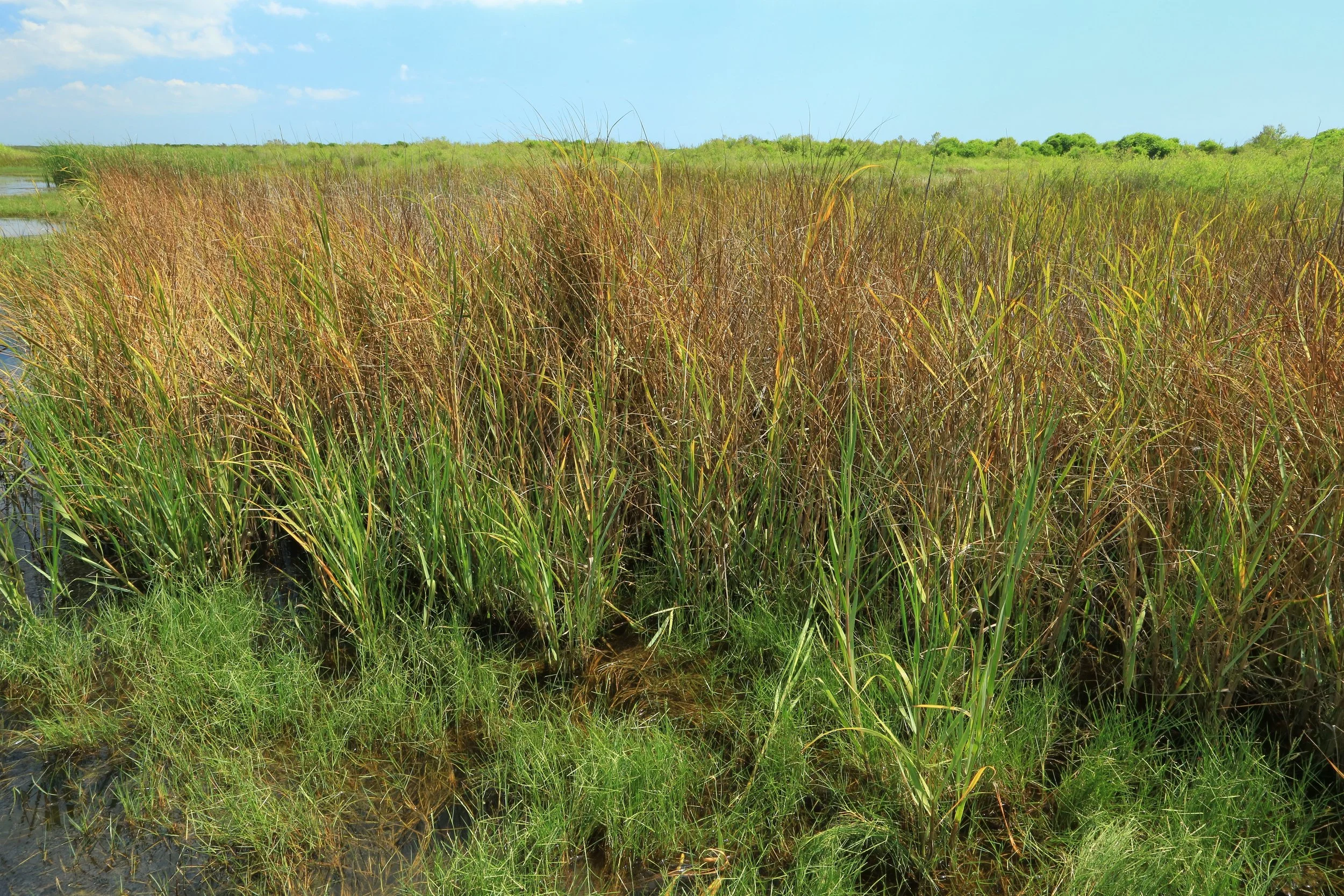 West Gulf Coastal Plain Coastal Salt Marsh, Spartina alterniflora, Gambusia Marsh, Gambusia Marsh Trail, Sea Rim State Park, Jefferson County, Texas