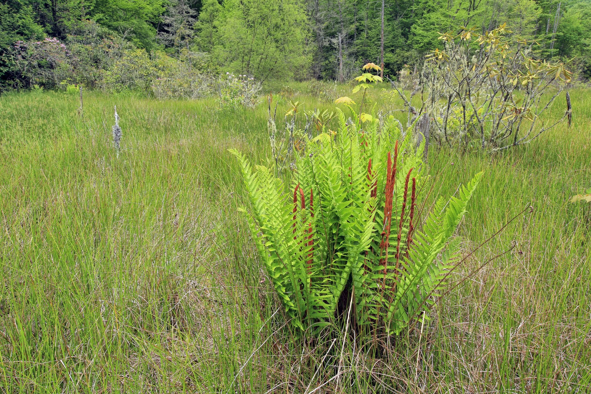 Southern Blue Ridge Mountains Bog, Big Indian Creek Bog, Nantahala River Bog Complex, Southern Appalachian Bog, Nantahala National Forest, Macon County, North Carolina