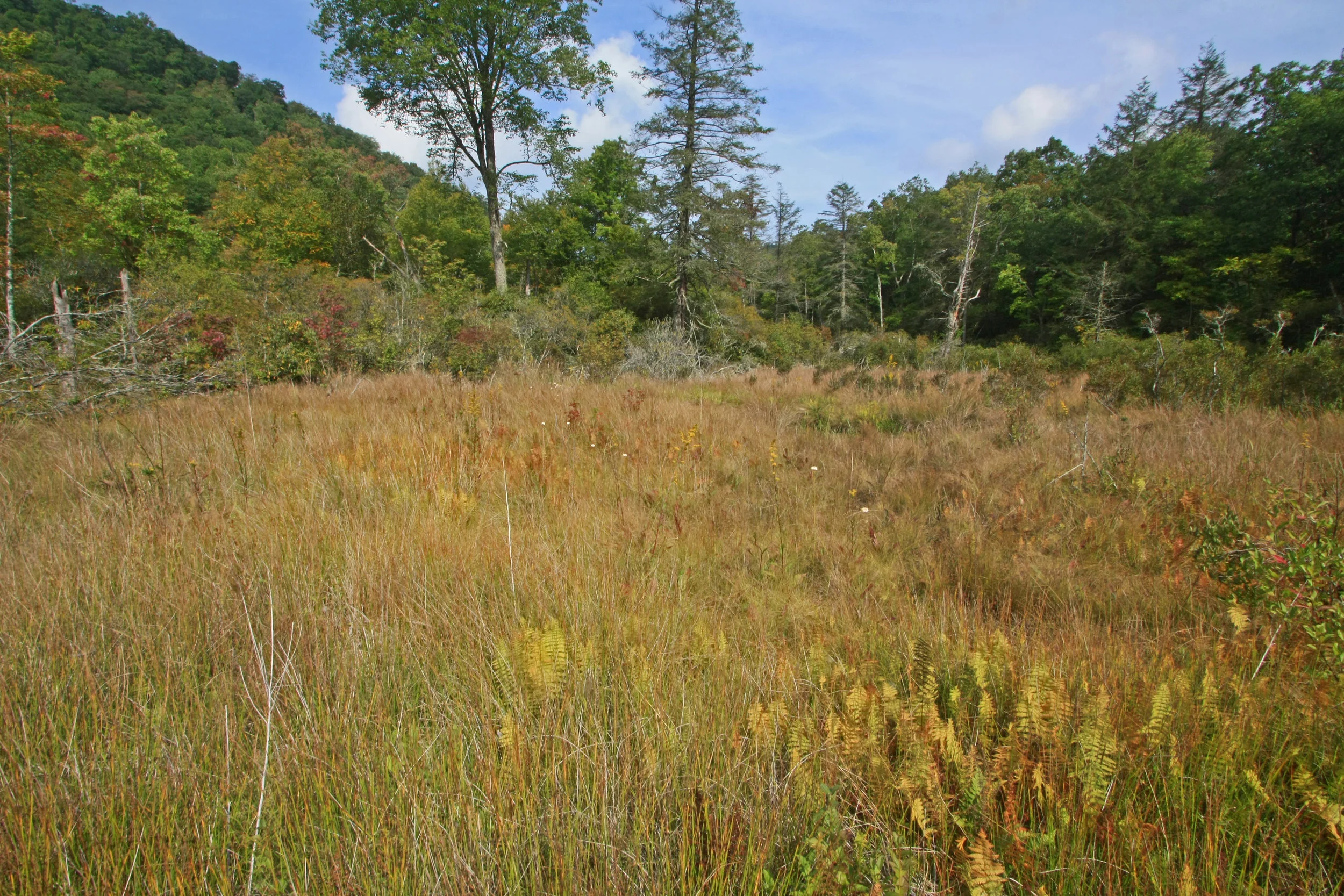 Southern Blue Ridge Mountains Bog, Hurricane Creek Outlet Bog, Upper Nantahala River, Nantahala National Forest, Macon County, North Carolina