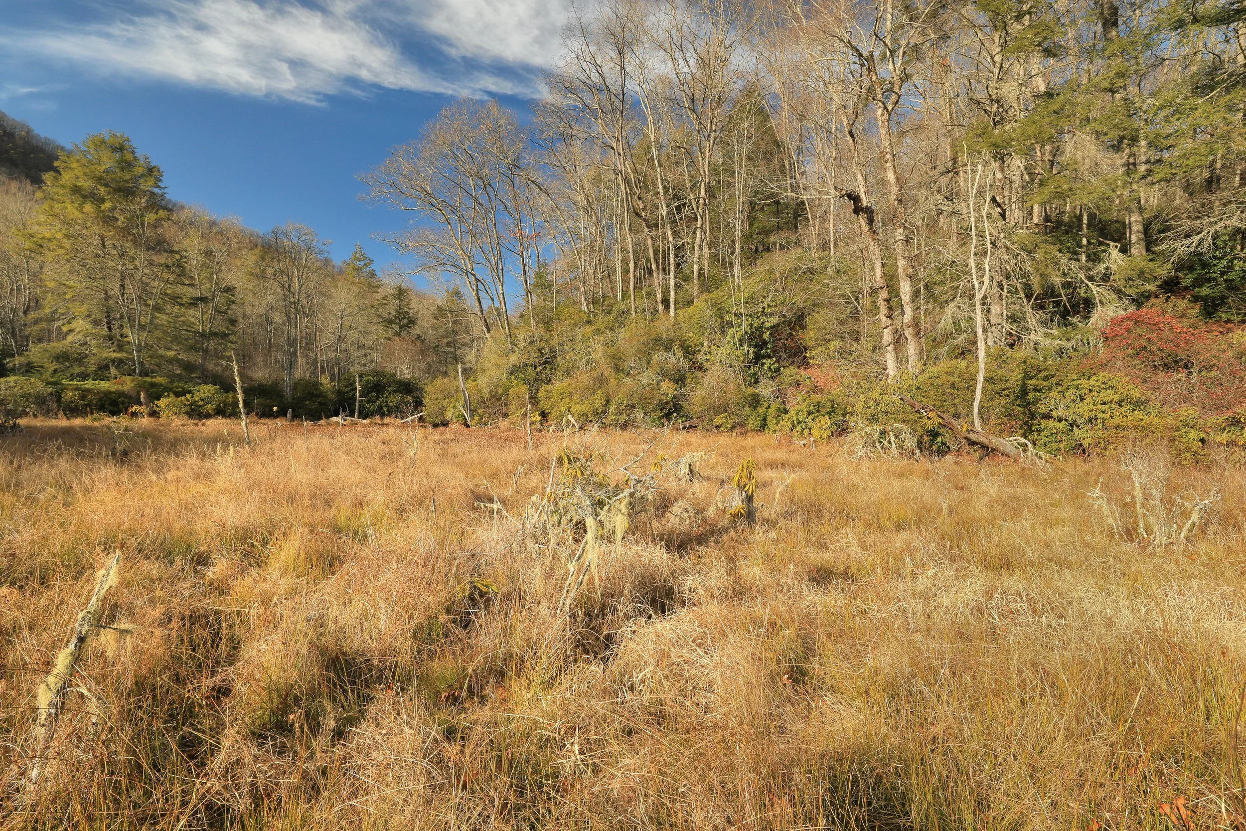 Southern Blue Ridge Mountains Bog, Whiteoak Bottom Bog, Nantahala River Bog Complex, Nantahala National Forest, Macon County, North Carolina