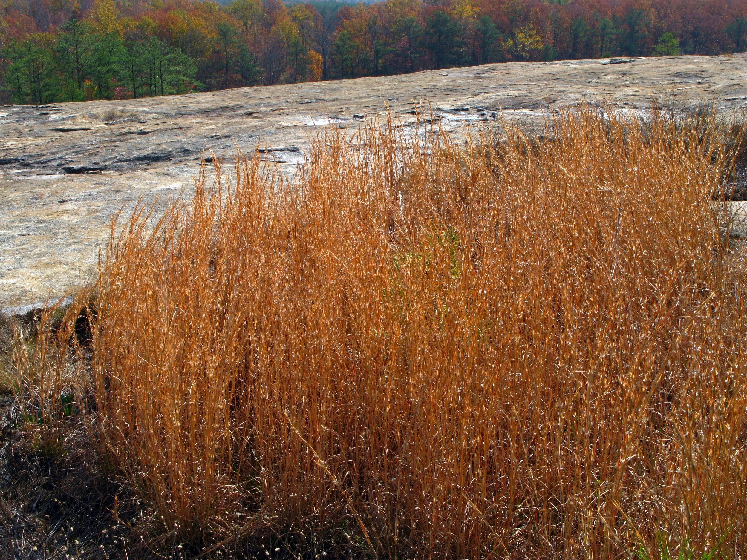 Piedmont Granite Outcrop, Andropogon virginicus (broomsedge), Arabia Mountain Davidson-Arabia Mountain Nature Preserve Dekalb County, Georgia