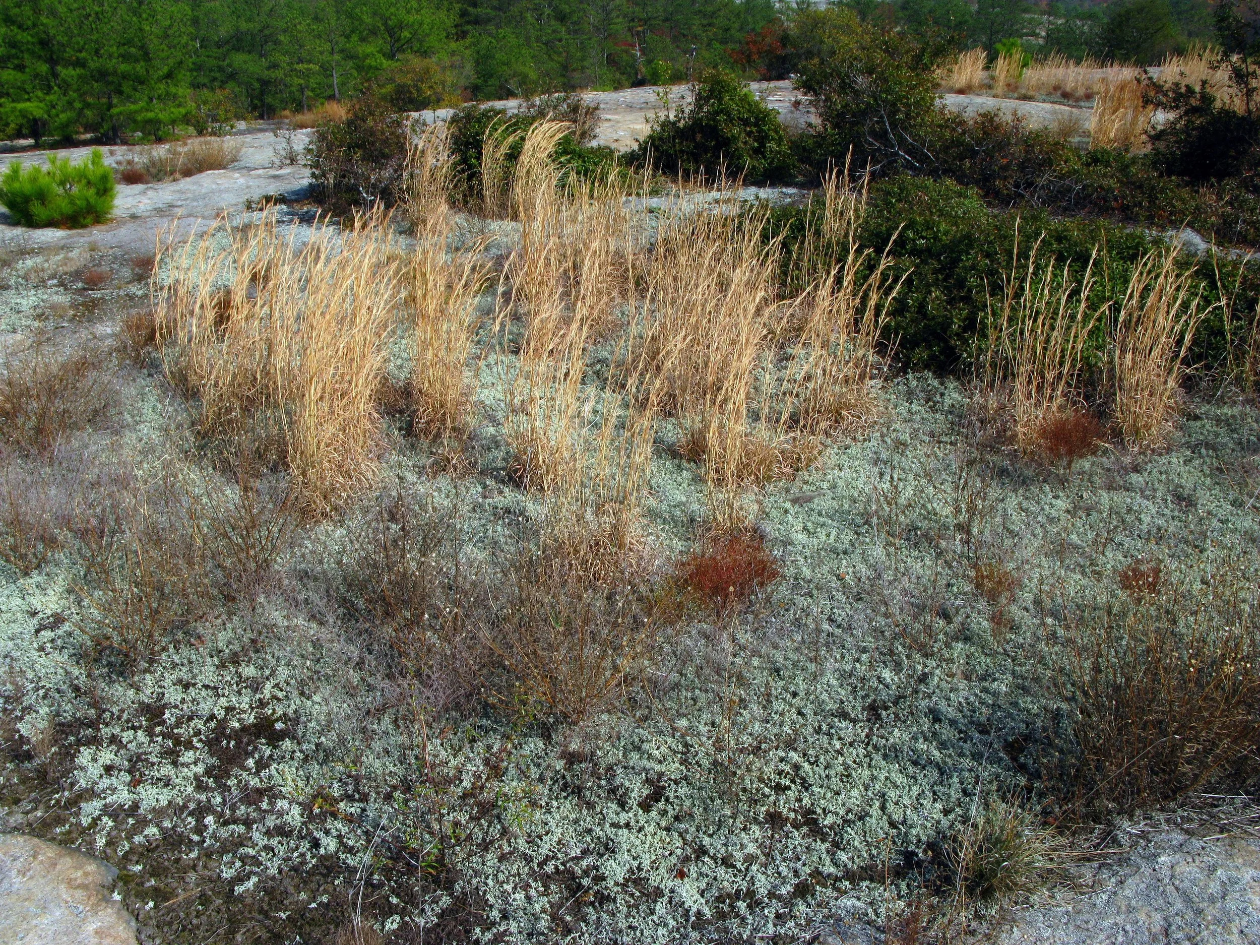Piedmont Granite Outcrop, Arabia Mountain, Davidson-Arabia Mountain Nature Preserve, DeKalb County, Georgia
