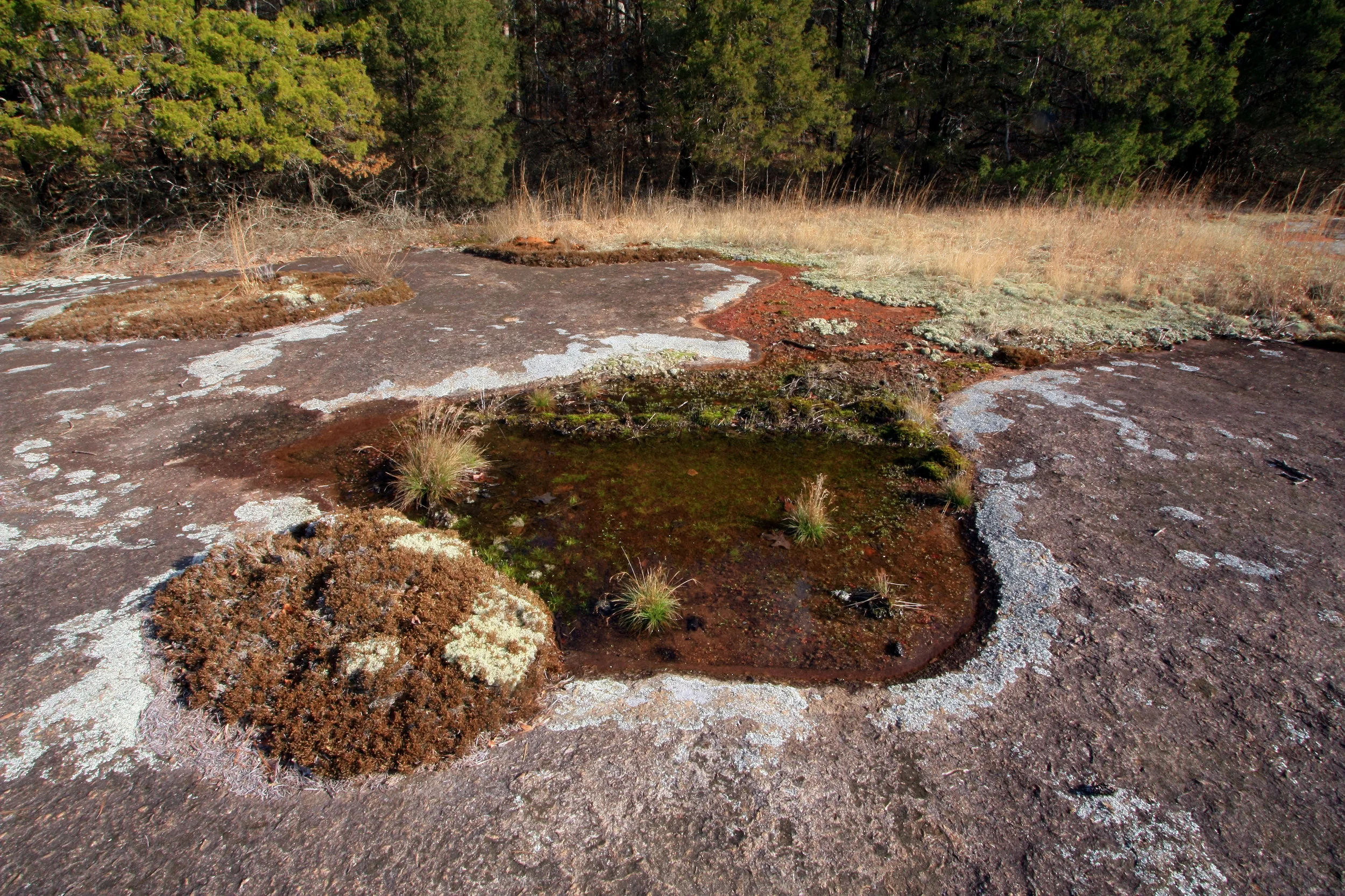 Piedmont Granite Outcrop, Heggies Rock, The Nature Conservancy Preserve, Columbia County, Georgia