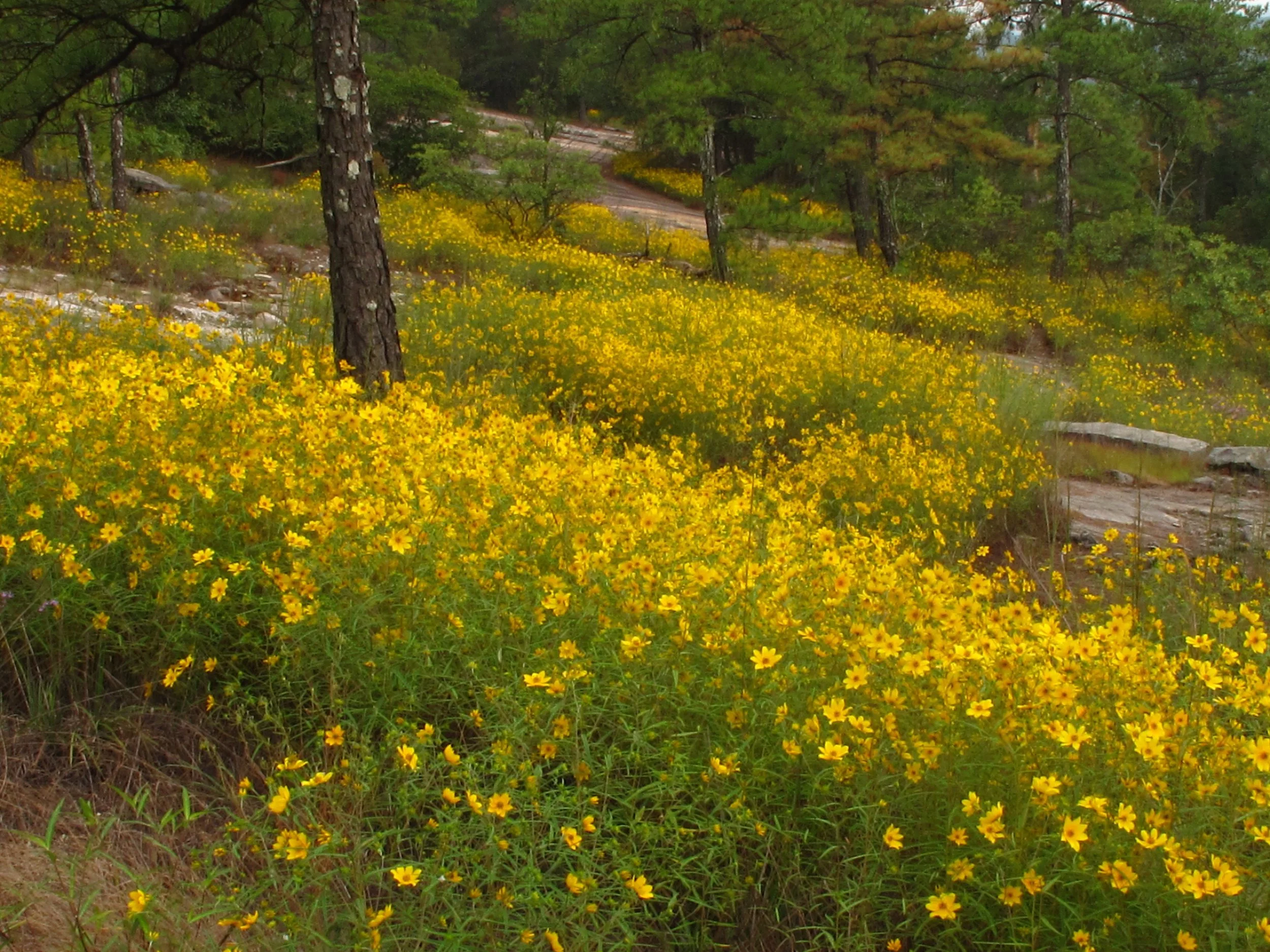 Piedmont Granite Outcrop dominated by Porter's Sunflower (Helianthus porteri), Stone Mountain, Stone Mountain Park, Dekalb County, Georgia