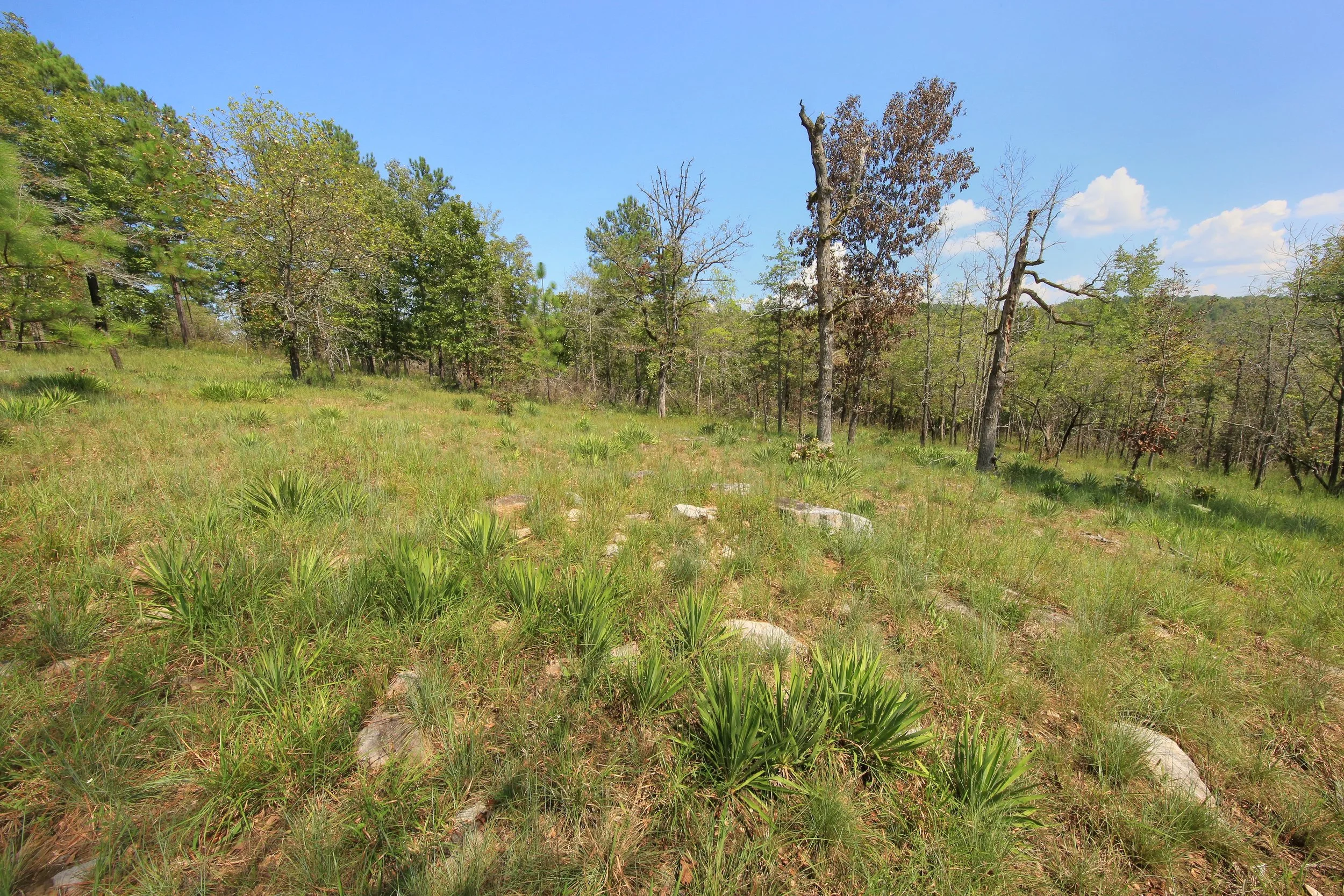 Piedmont Barren, "Plum Glade," Pine Mountain, Georgia