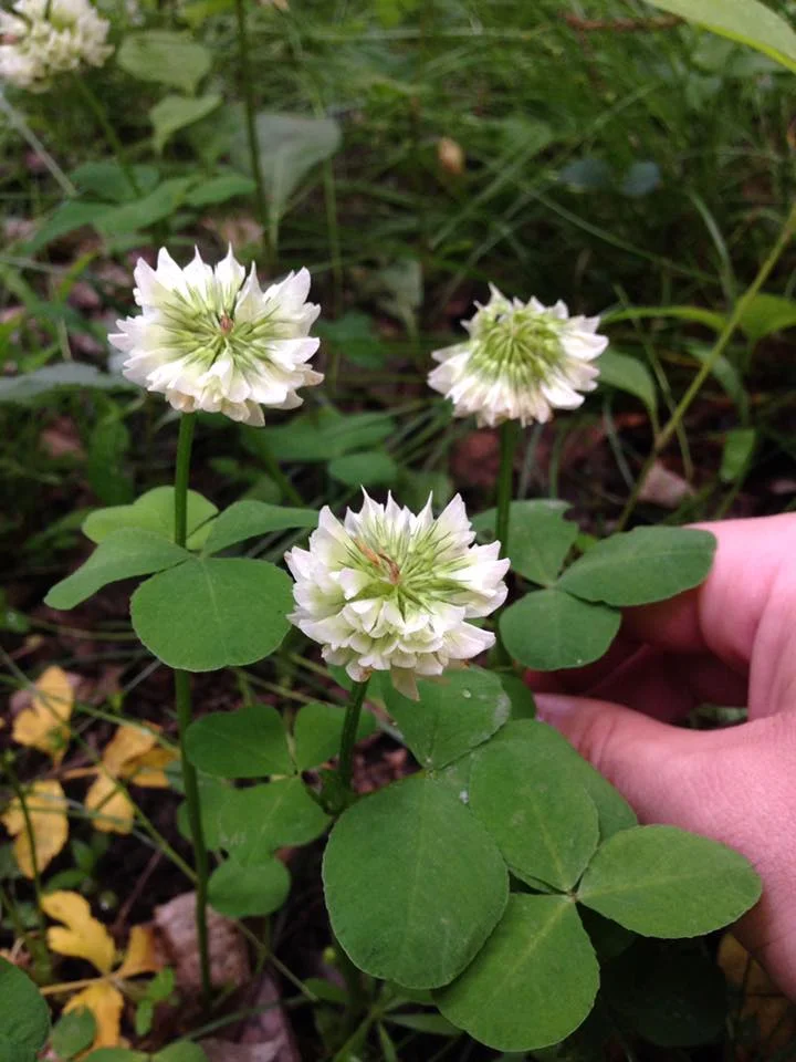 Running Buffalo Clover ( Trifolium stoloniferum ) - Endangered native species In 1780, soon after arriving to what is now Nashville, John Donelson and his family settled in "Clover Bottom" just upstream of the confluence of the Cumberland and Stones Rivers, immediately east and across the Stones River from Stones River Bend Park. In the Park Master Plan, it was assumed that Clover Bottom was named for White Clover ( Trifolium repens ), a European white clover introduced to the U.S. in colonial times. However, a white clover was already present in the river bottom at the time of Donelson's settlement. The site was obviously open since he planted corn upon his arrival indicating he did not have to clear away forest. It is quite unlikely that the common white clover that is so ubiquitous today would have been there. Instead, it is most likely that the clover for which Clover Bottom is named, is actually the Running Buffalo Clover ( Trifolium stoloniferum ). Similar "clover bottom" reports have come from the floodplain of the Kentucky River in the Kentucky Bluegrass. Above : photo of flowering specimen of Running Buffalo Clover in Ohio. Credit: Andrew Lane Gibson. Above right : The European White Clover ( Trifolium repens ). Note that the European white clover has white blotches on the leaves, grows lower to the ground, and has different technical features of the flowers and stems.