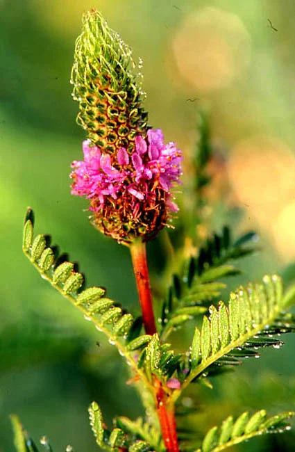 Leafy Prairie Clover (Dalea foliosa) recently grew in a small rocky grassland glade on Sneed Road near the Bison Meadow of Forest Hills. This species is a reminder of the past network of grasslands that once occurred in the region. Unfortunately the…