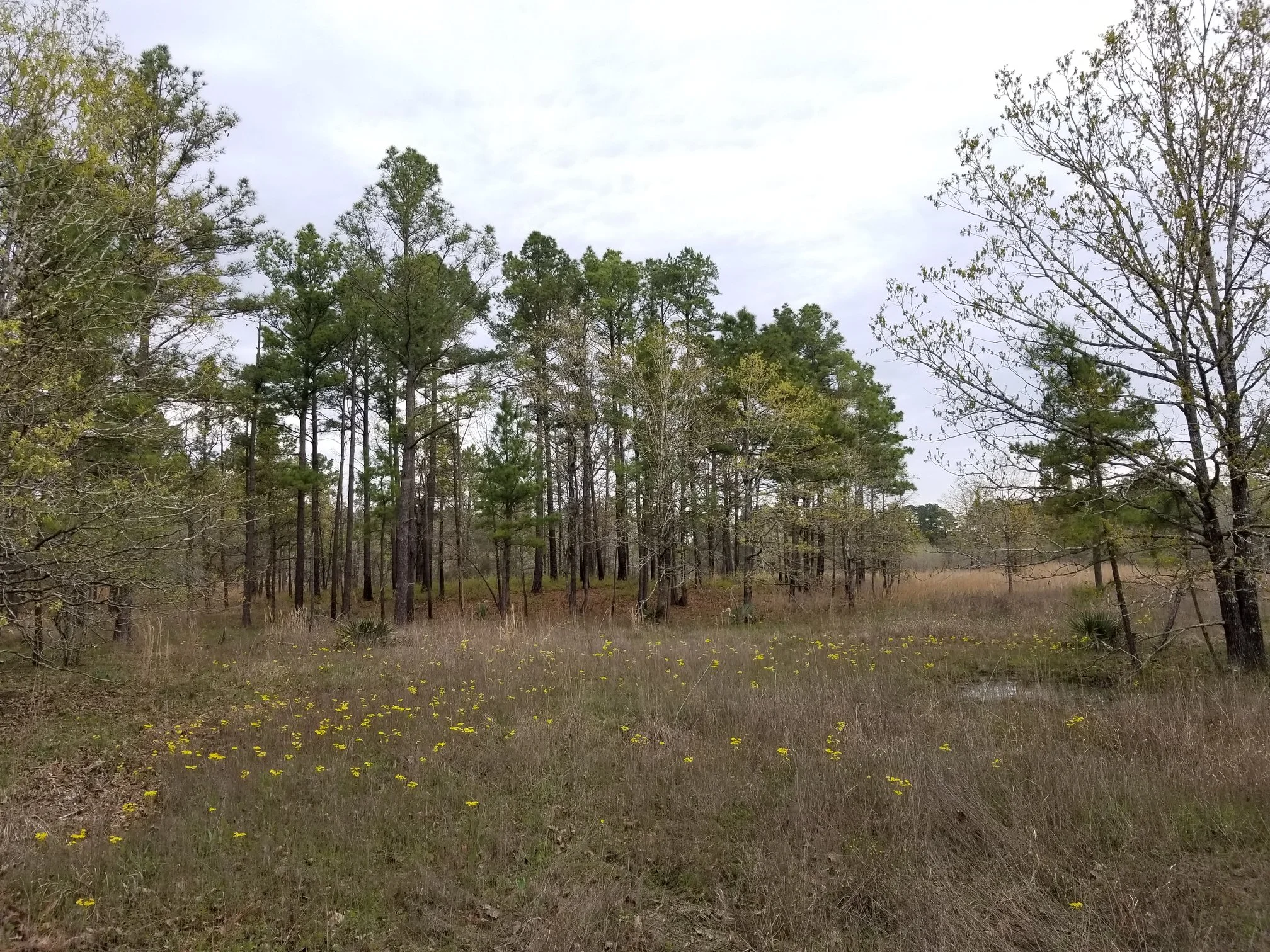 West Gulf Coastal Plain Saline Barren, Warren Prairie State Natural Area, Arkansas