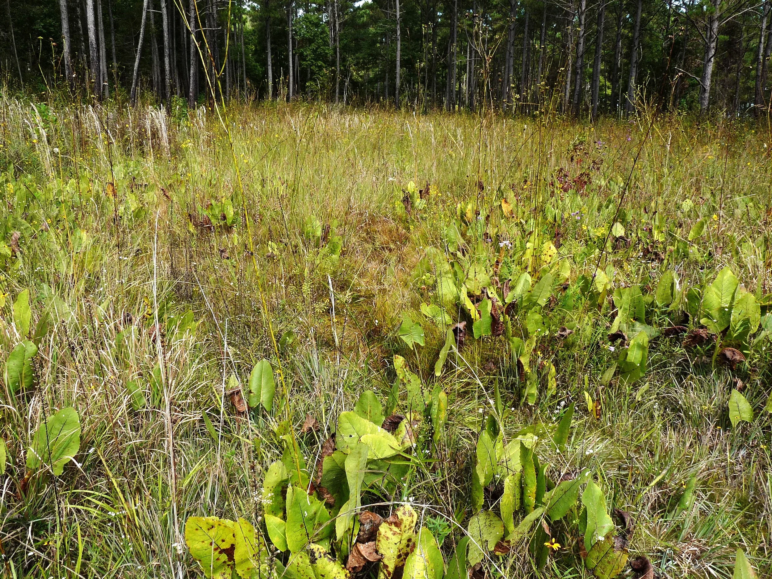 Southern Ridge and Valley Limestone Seepage Fen, Coosa Valley Prairie Preserve, Floyd Co., GA