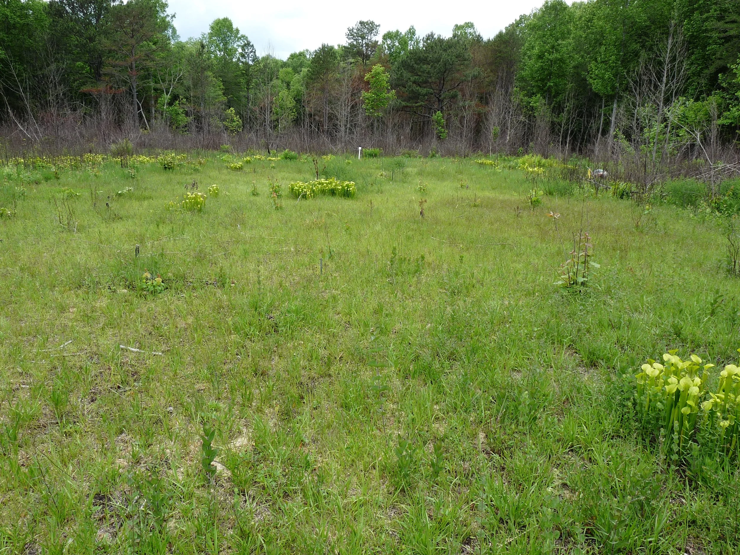 Southern Blue Ridge Mountains Montane Basin Ecoregion Acidic Seepage Meadow with Green Pitcher Plant (Sarracenia oreophila), Clay Co., North Carolina.