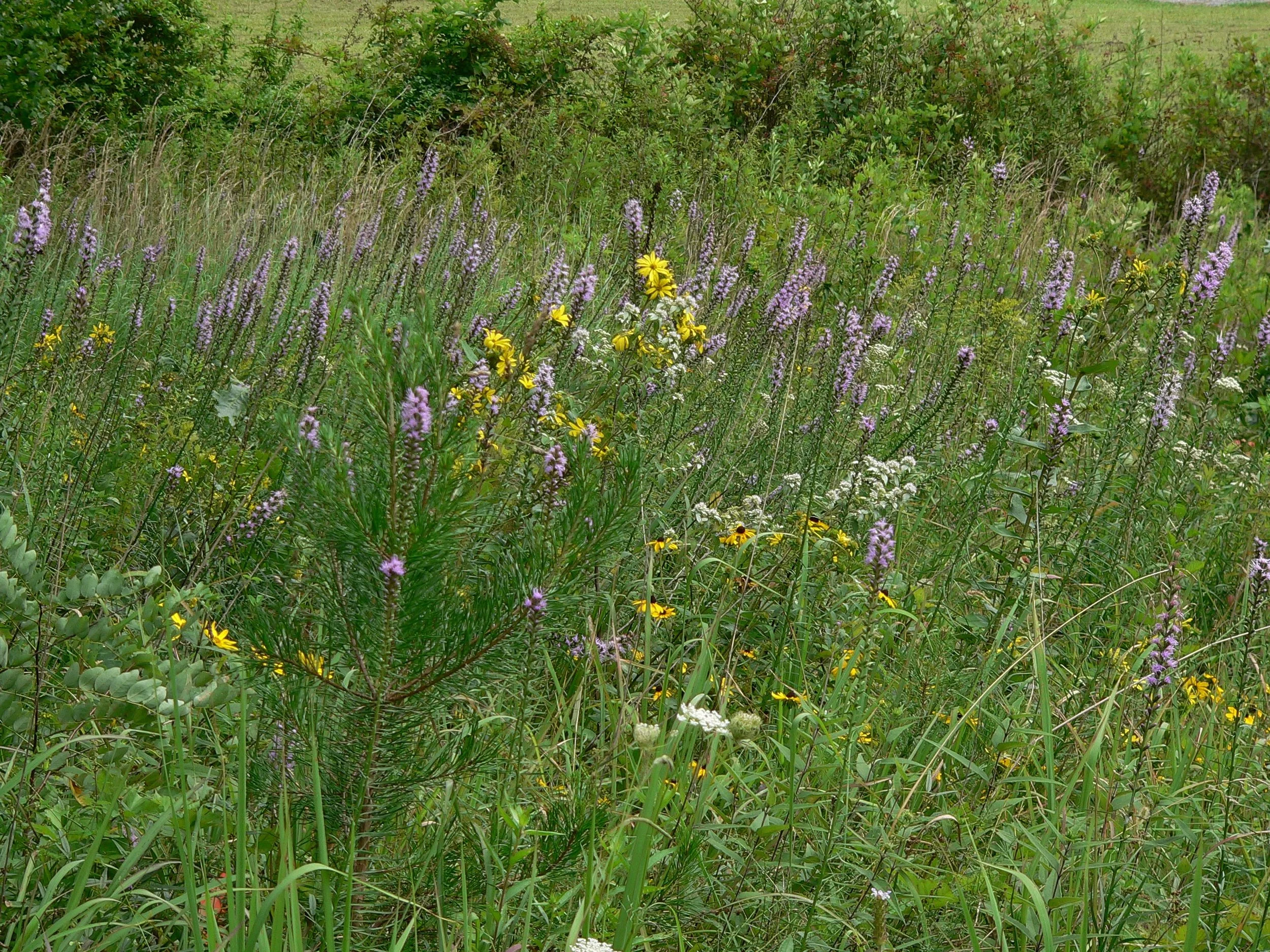 Ascalon Wet Meadow (4).jpg