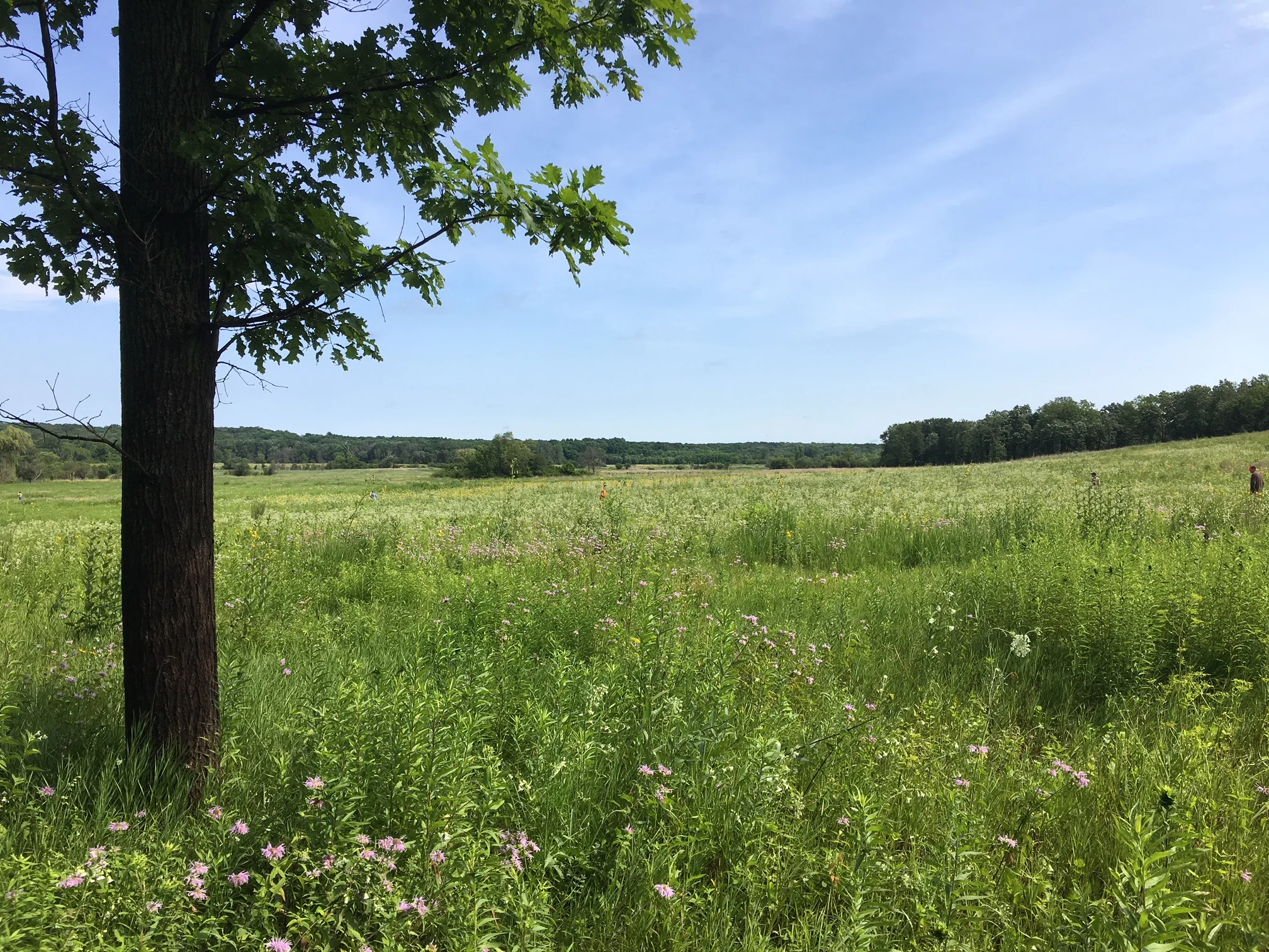 The bottomland shown here that is now Spring Creek Prairie was a dense forest 40 years ago. Citizens for Conservation volunteers have worked tirelessly to bring back the prairie that existed here before the forest.