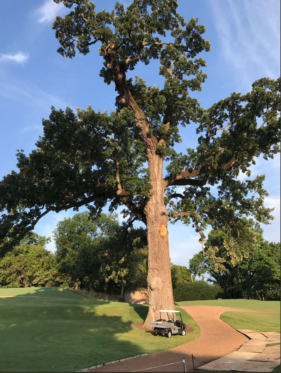 This giant bur oak (Quercus macrocarpa) at Belle Meade Country Club is estimated at 400 years old. This species primarily grows in savannas and when this tree first germinated it would have done so in an open oak savanna grazed by bison and elk.