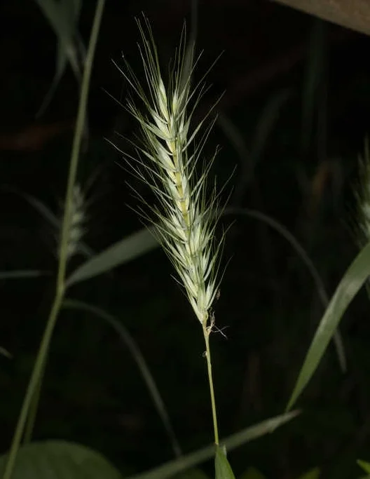 MacGregor’s Wild Rye (Elymus macgregorii) is a savanna grass found in abundance along the banks of the Harpeth River at River Circle Farms. This grass and its other wild rye relatives provide nutritious forage for horses and cattle.