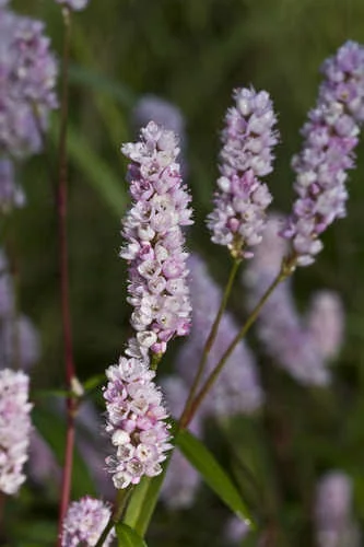 Copy of Persicaria pennsylvanica (Pinkweed)