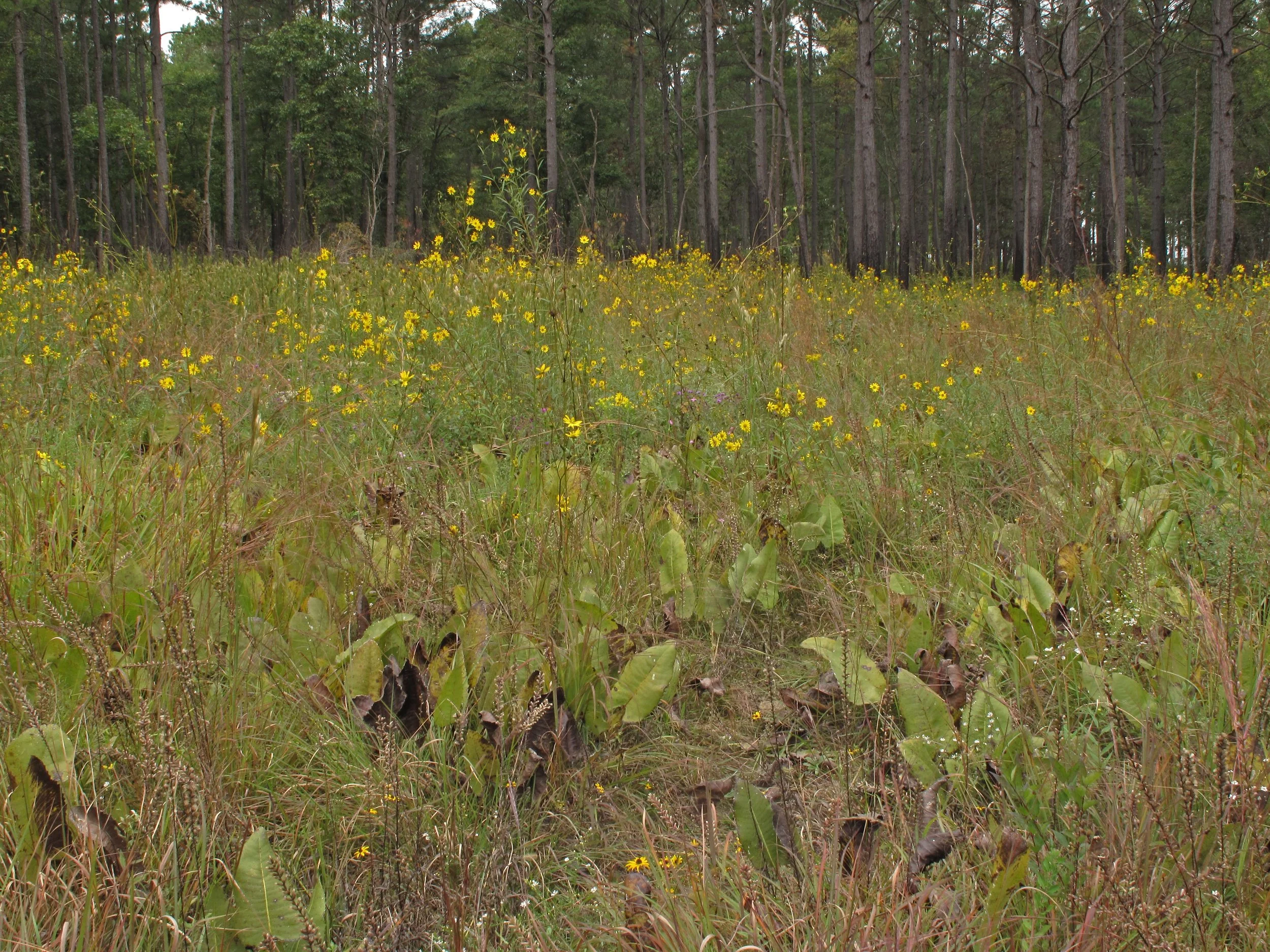Southern Ridge and Valley Wet Savanna with Helianthus verticillatus (Whorled Sunflower), Coosa Valley Prairies, Floyd County, Georgia