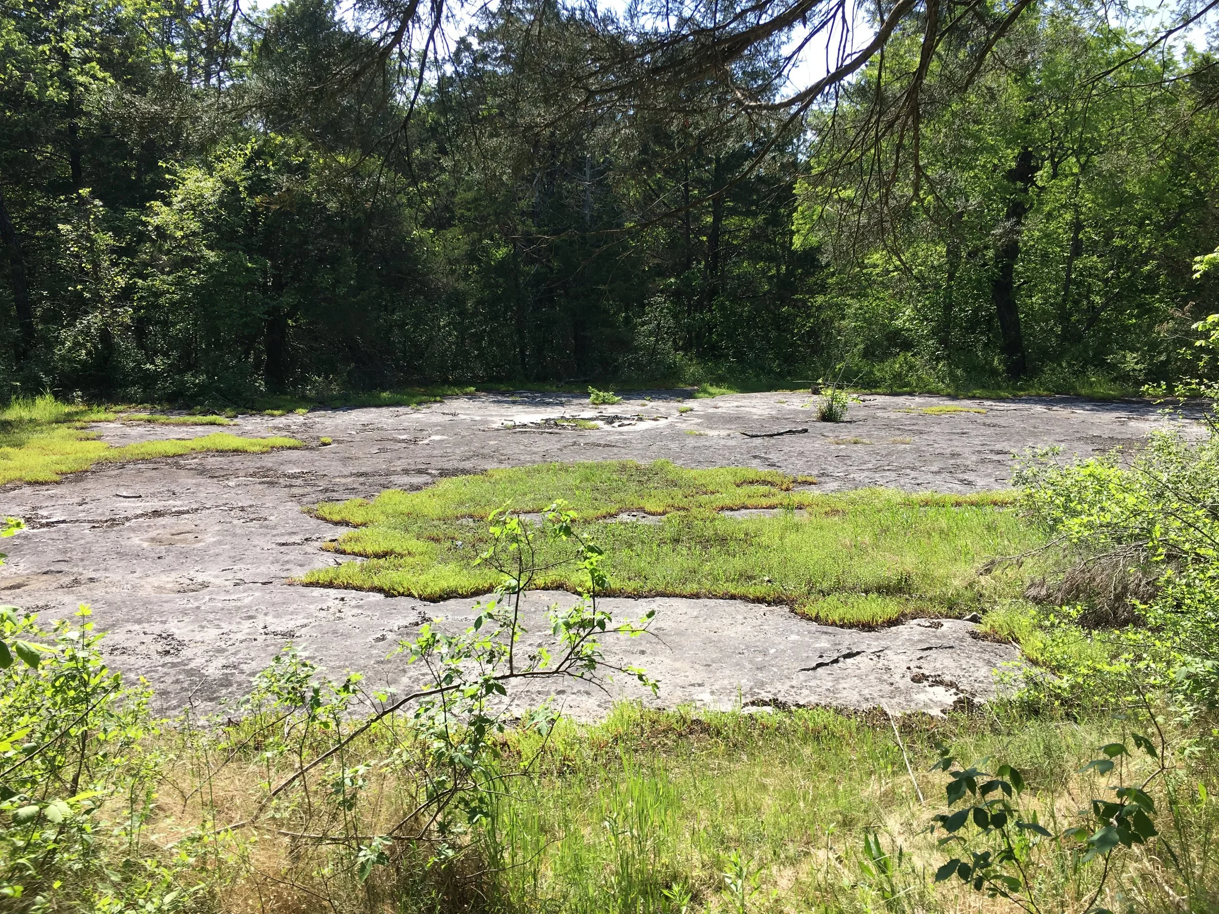 Pennyroyal Plain Limestone Glade, Flatrock Glade State Nature Preserve, Simpson Co., Kentucky