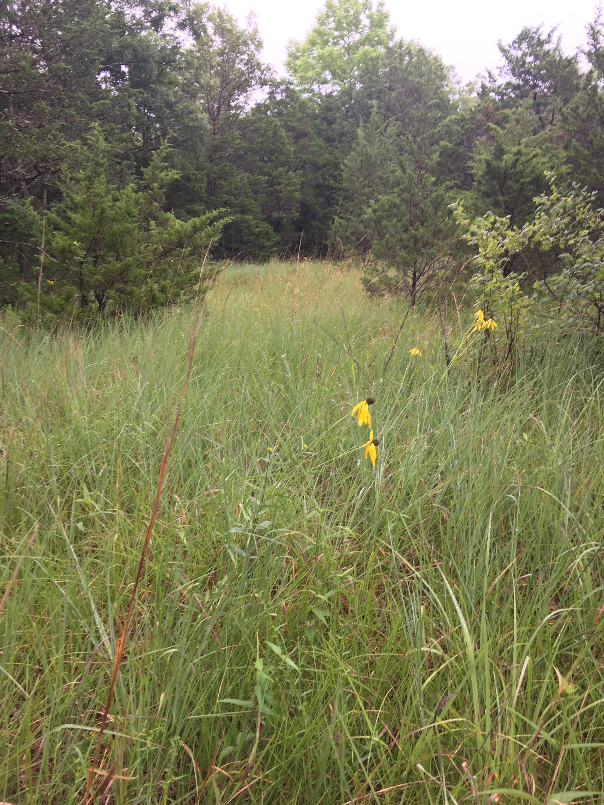 Cumberland Plateau Escarpment Limestone Barren, Keith Cove, Franklin Co., Tennessee