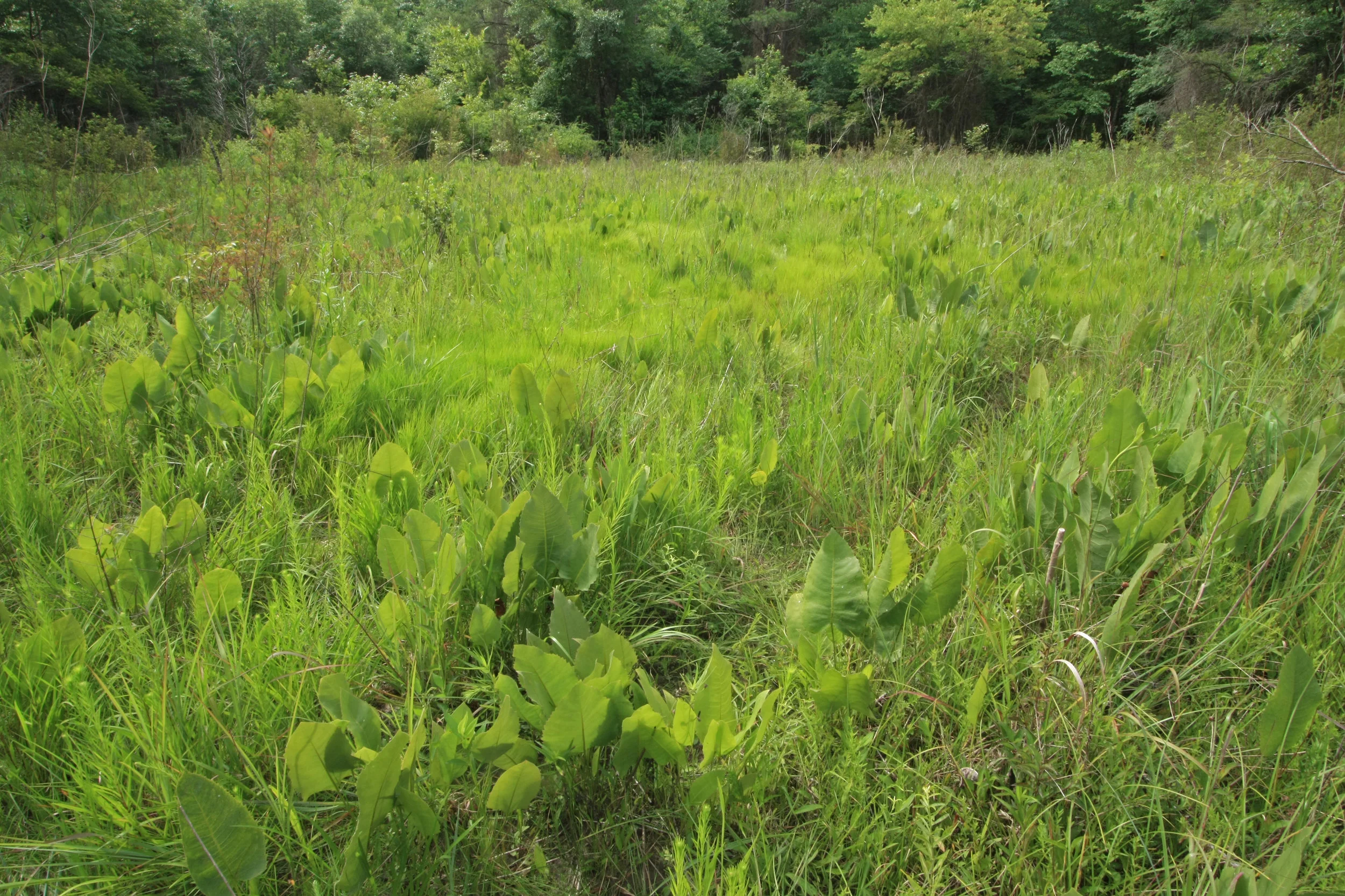 Southern Ridge and Valley Limestone Seepage Fen, Coosa Valley Prairie Preserve, Floyd Co., GA