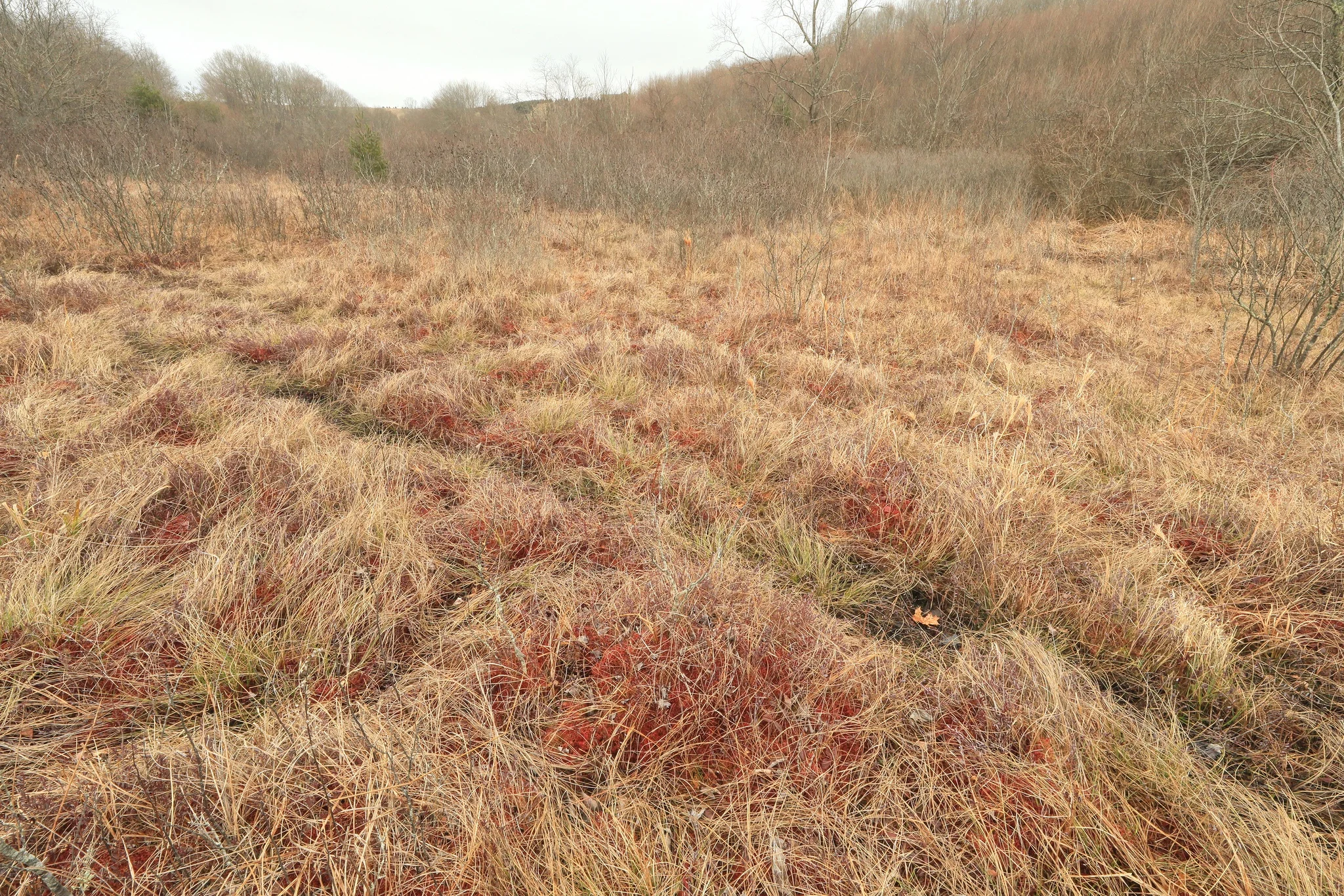Southern Blue Ridge Montane Bog (Sparta Bog), Alleghany County, North Carolina