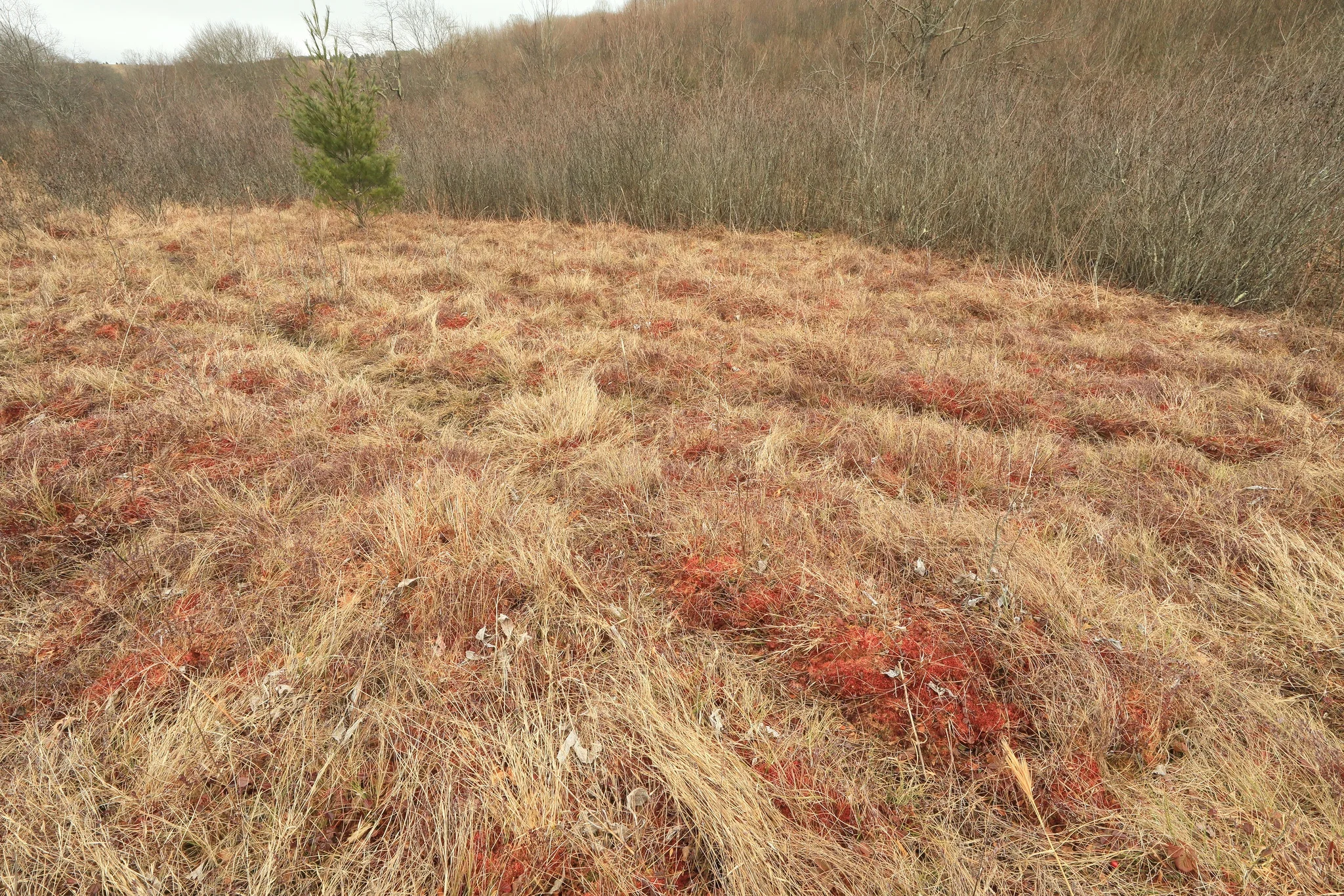Southern Blue Ridge Montane Bog (Sparta Bog), Alleghany County, North Carolina
