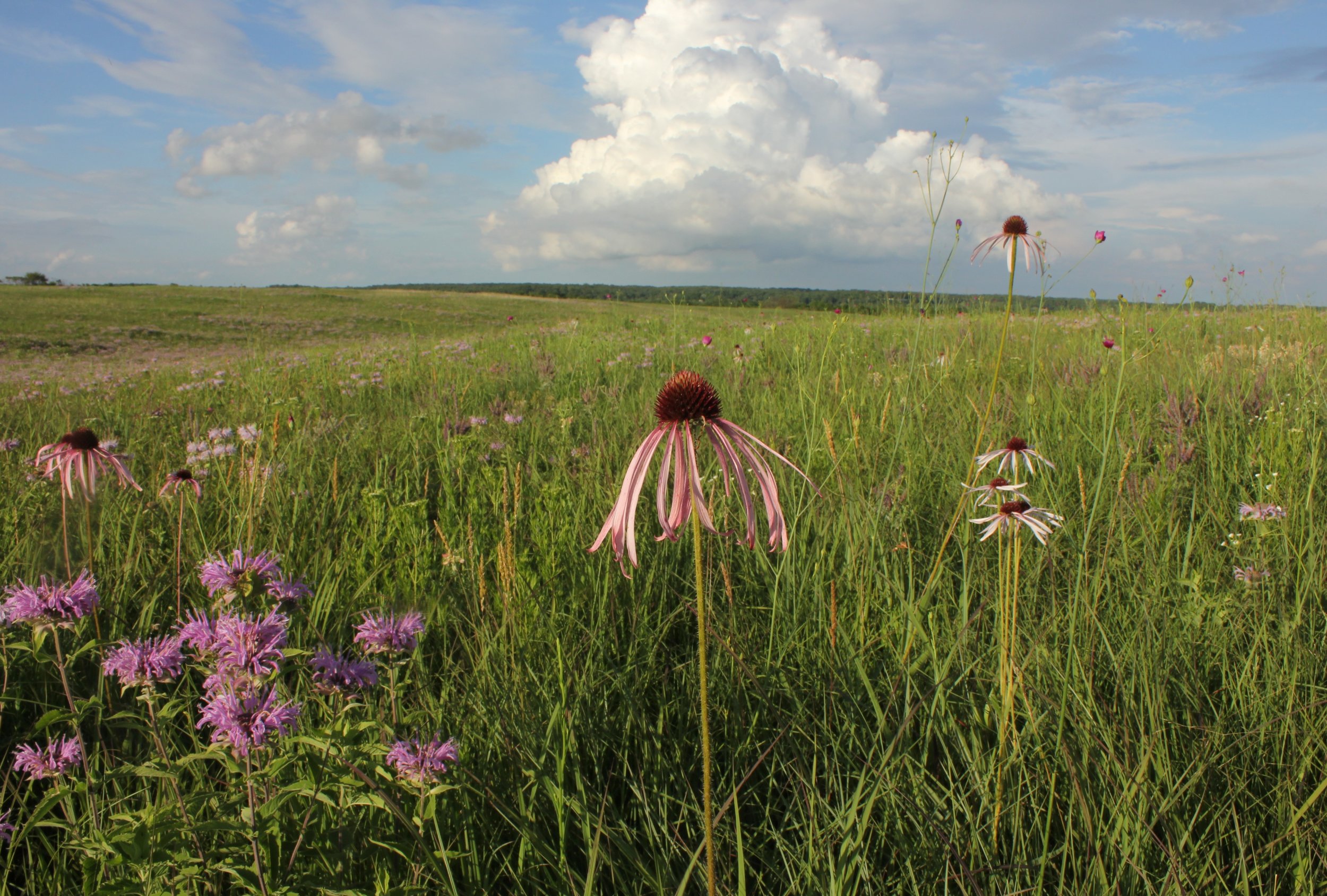 Chardonnay Gets Its Day—And So Does Prairie (National Prairie Day in 2019 is June 1)